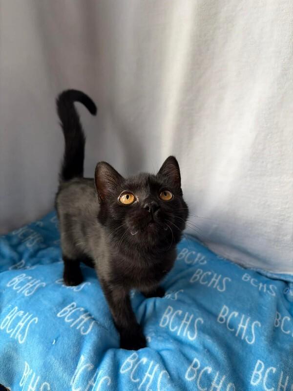 Dancer, a Adoptable Domestic Short Hair in Georgetown, OH image 3/3