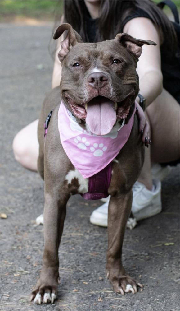 Enlarge Brandi, a Adoptable mixed breed in New York, NY image 1/6