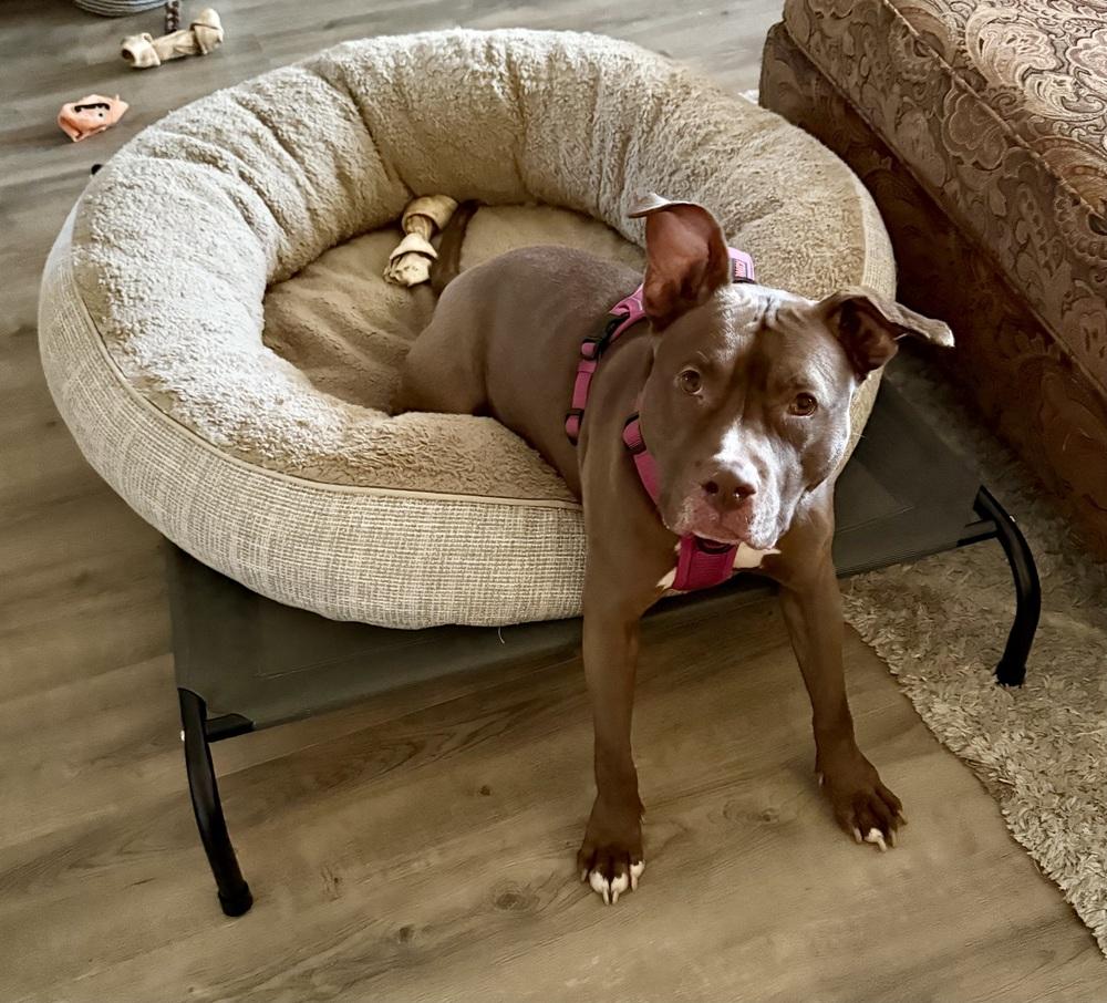 Enlarge Brandi, a Adoptable mixed breed in New York, NY image 2/6