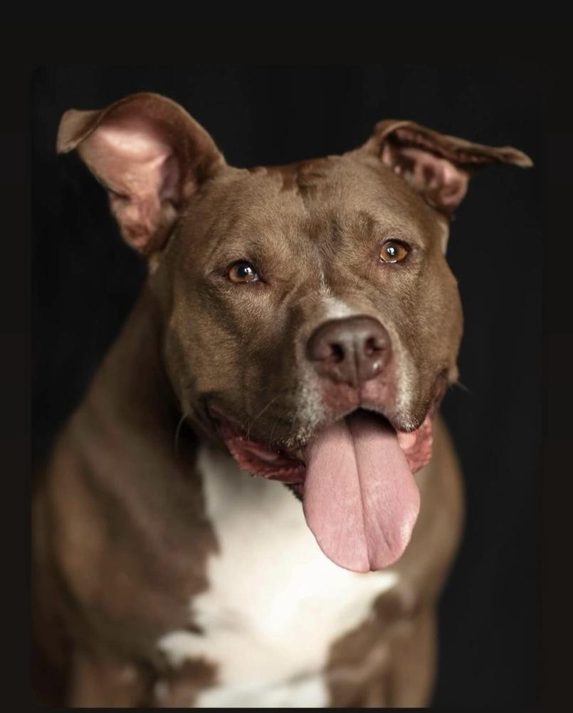 Enlarge Brandi, a Adoptable mixed breed in New York, NY image 3/6