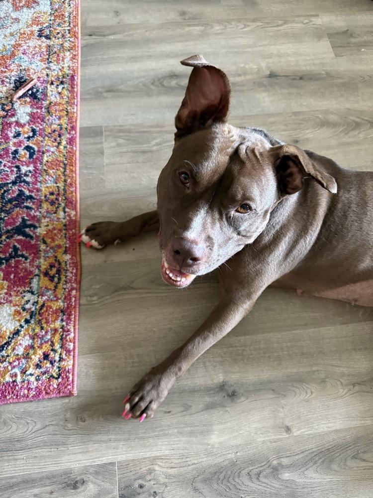 Brandi, Adoptable, Adult Female Labrador Retriever & American Staffordshire Terrier.