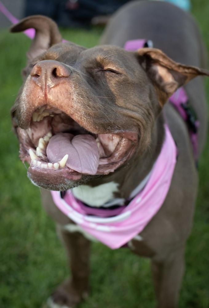 Enlarge Brandi, a Adoptable mixed breed in New York, NY image 2/6