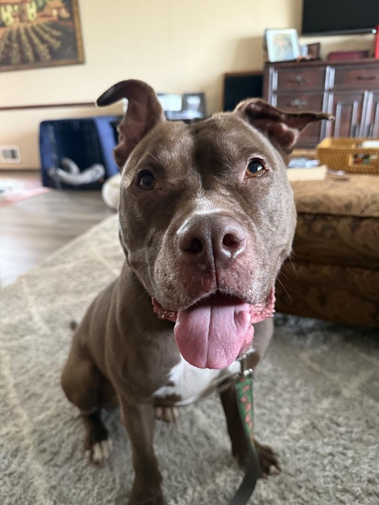 Enlarge Brandi, a Adoptable mixed breed in New York, NY image 4/6