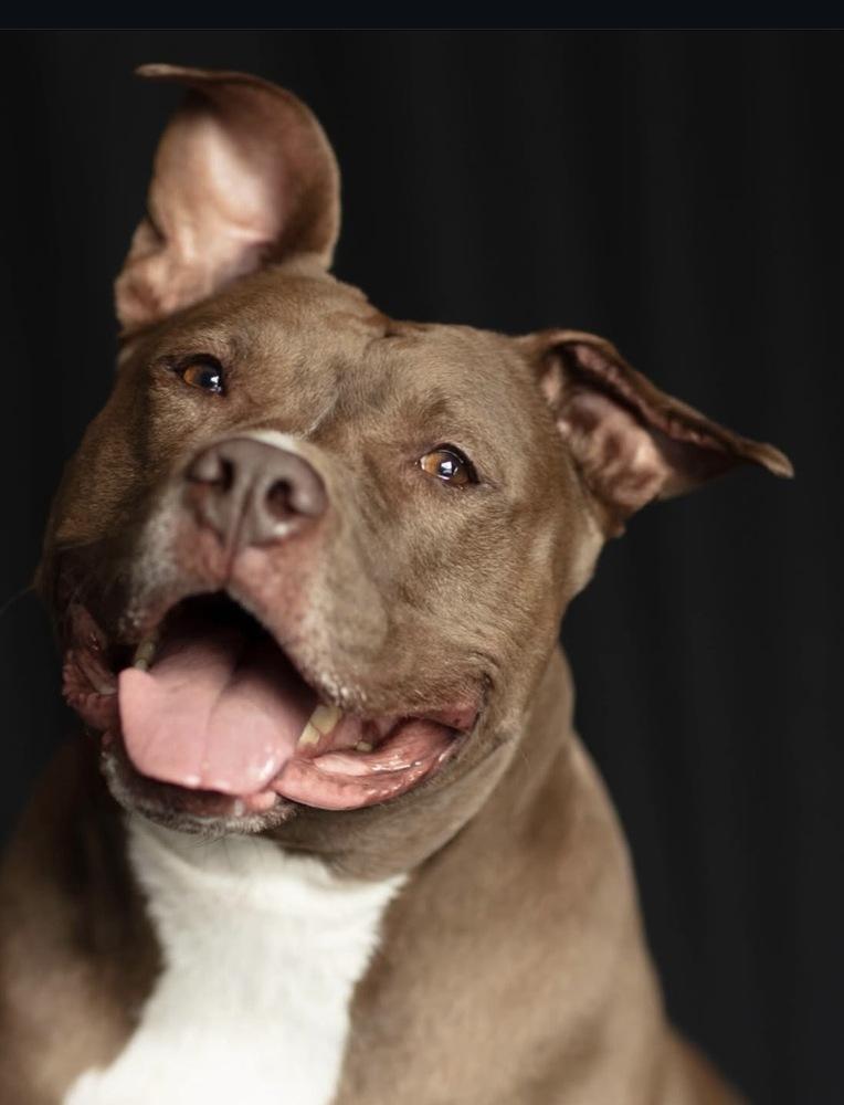 Enlarge Brandi, a Adoptable mixed breed in New York, NY image 5/6