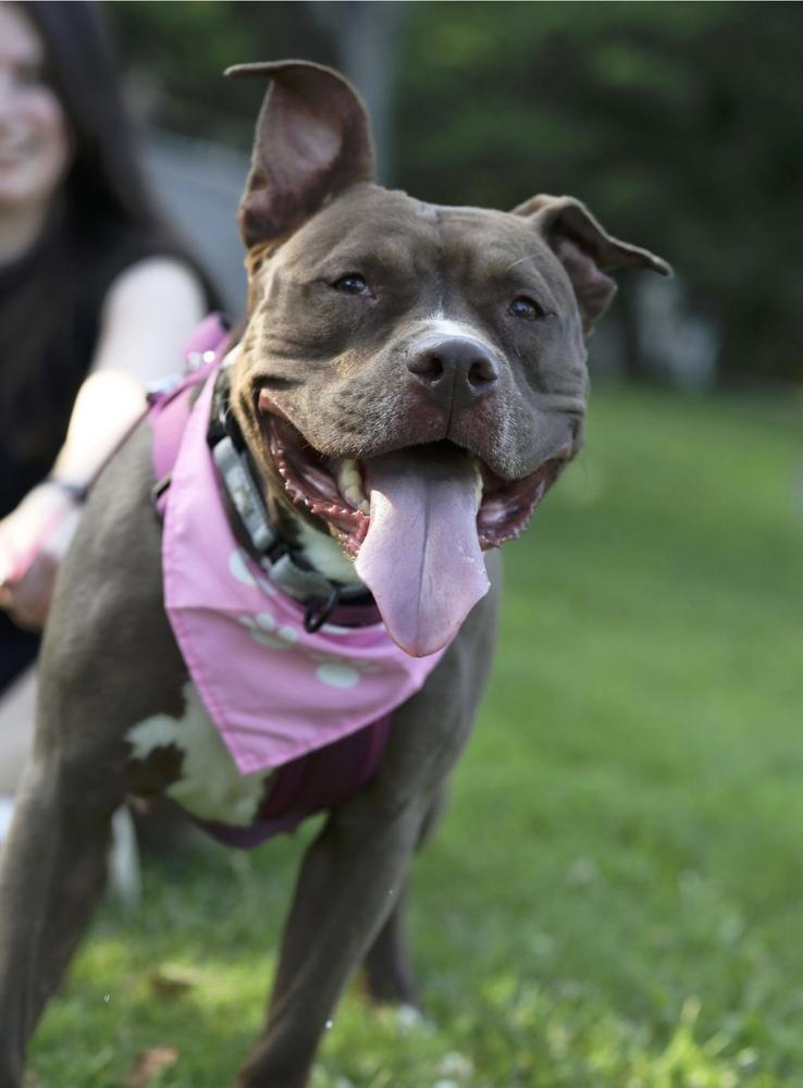 Enlarge Brandi, a Adoptable mixed breed in New York, NY image 3/6