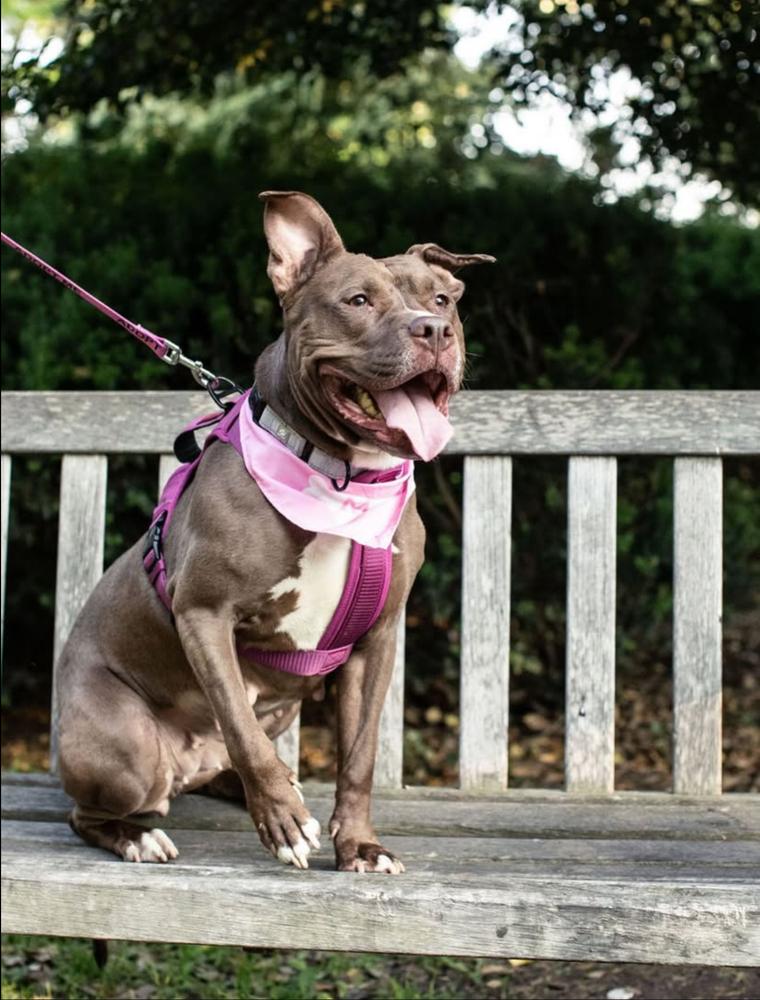 Enlarge Brandi, a Adoptable mixed breed in New York, NY image 4/6