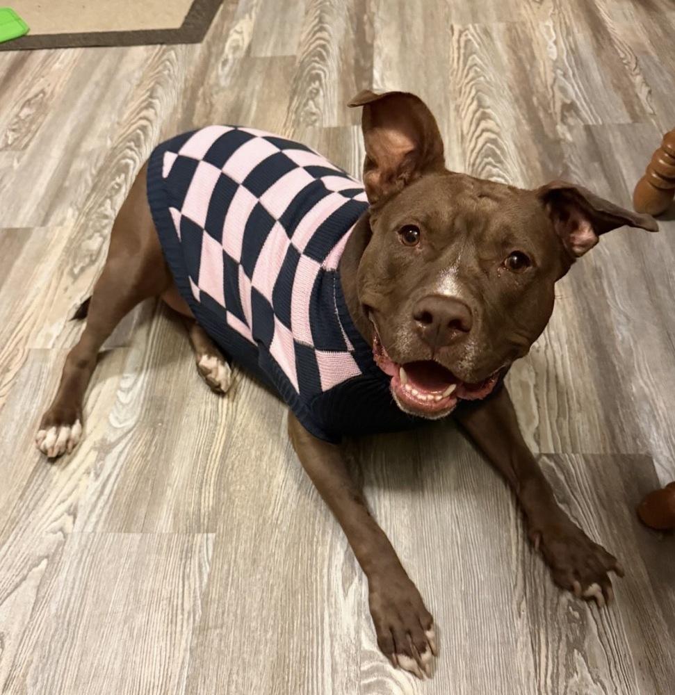 Enlarge Brandi, a Adoptable mixed breed in New York, NY image 5/6