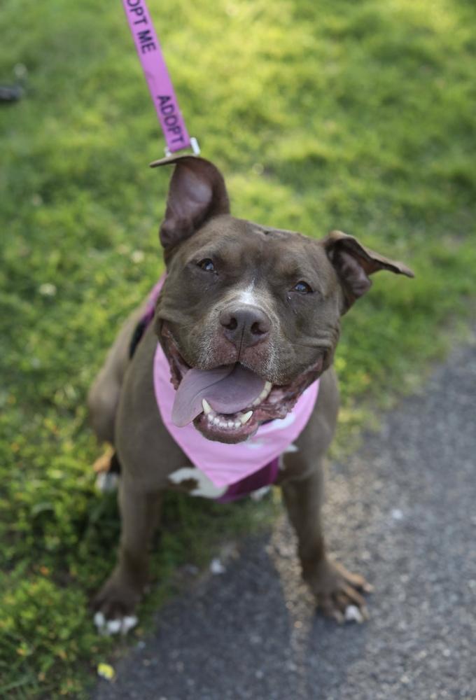 Enlarge Brandi, a Adoptable mixed breed in New York, NY image 6/6