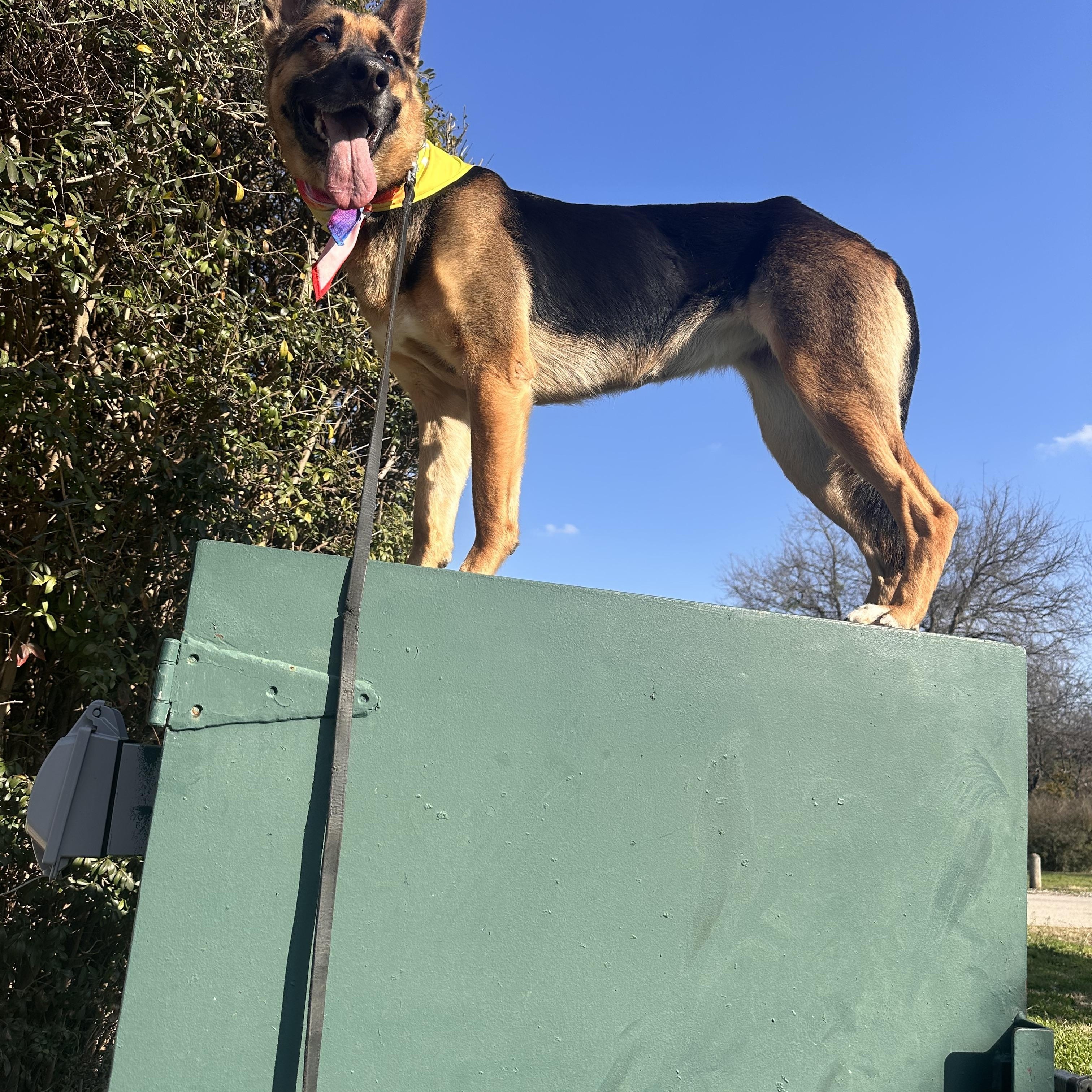 Penny, a Adoptable German Shepherd Dog in Exeter, RI image 5/6