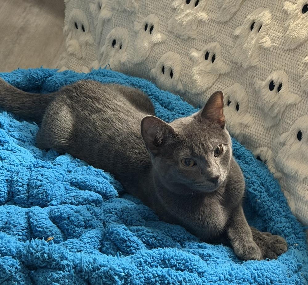 Kitten: Xandi, Adoptable, Kitten Female Domestic Short Hair.