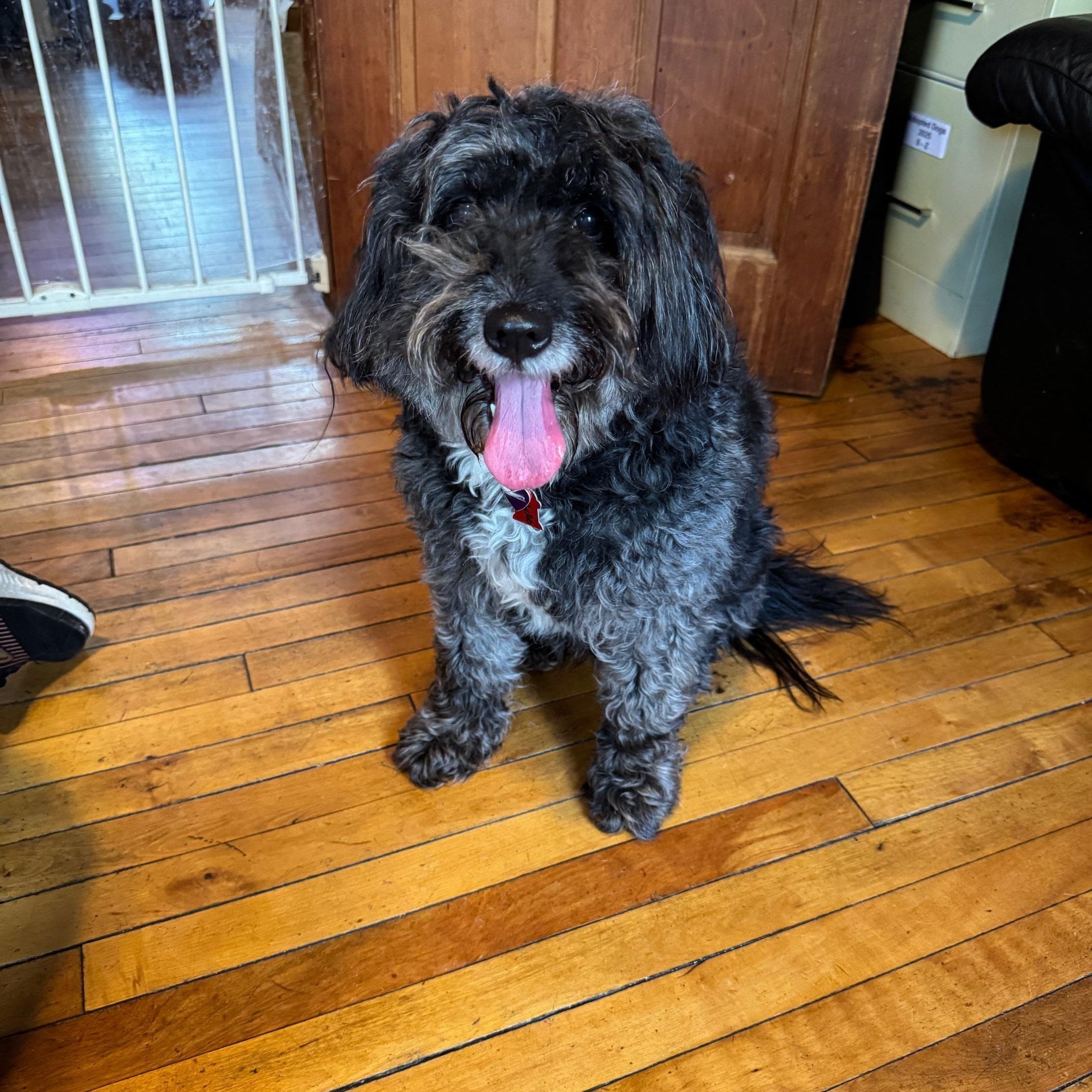 MayBelle, ADOPTABLE, Adult Female Poodle.