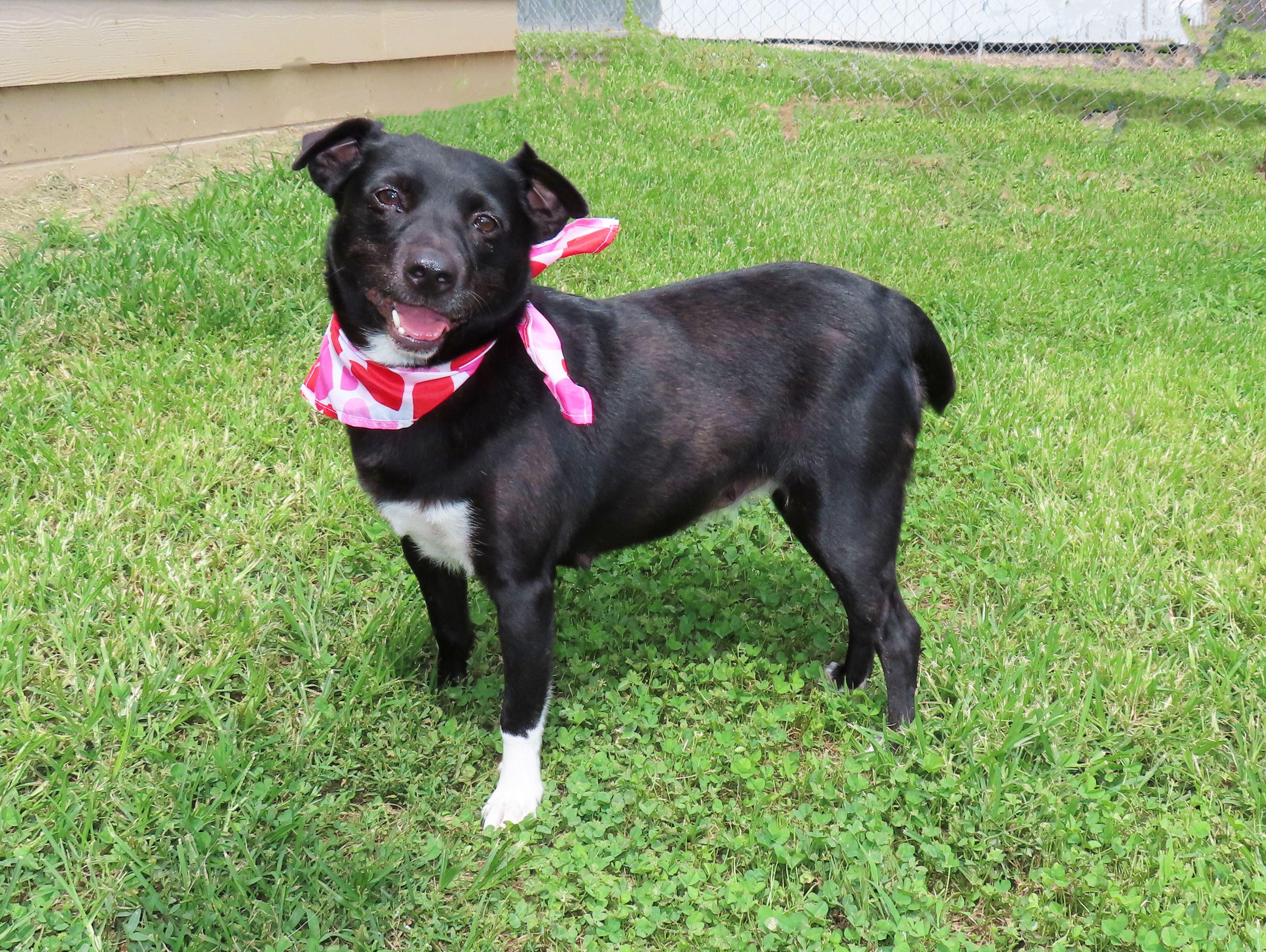 Enlarge Darcie 26C-147, a ADOPTABLE mixed breed in Rogers, AR image 2/5