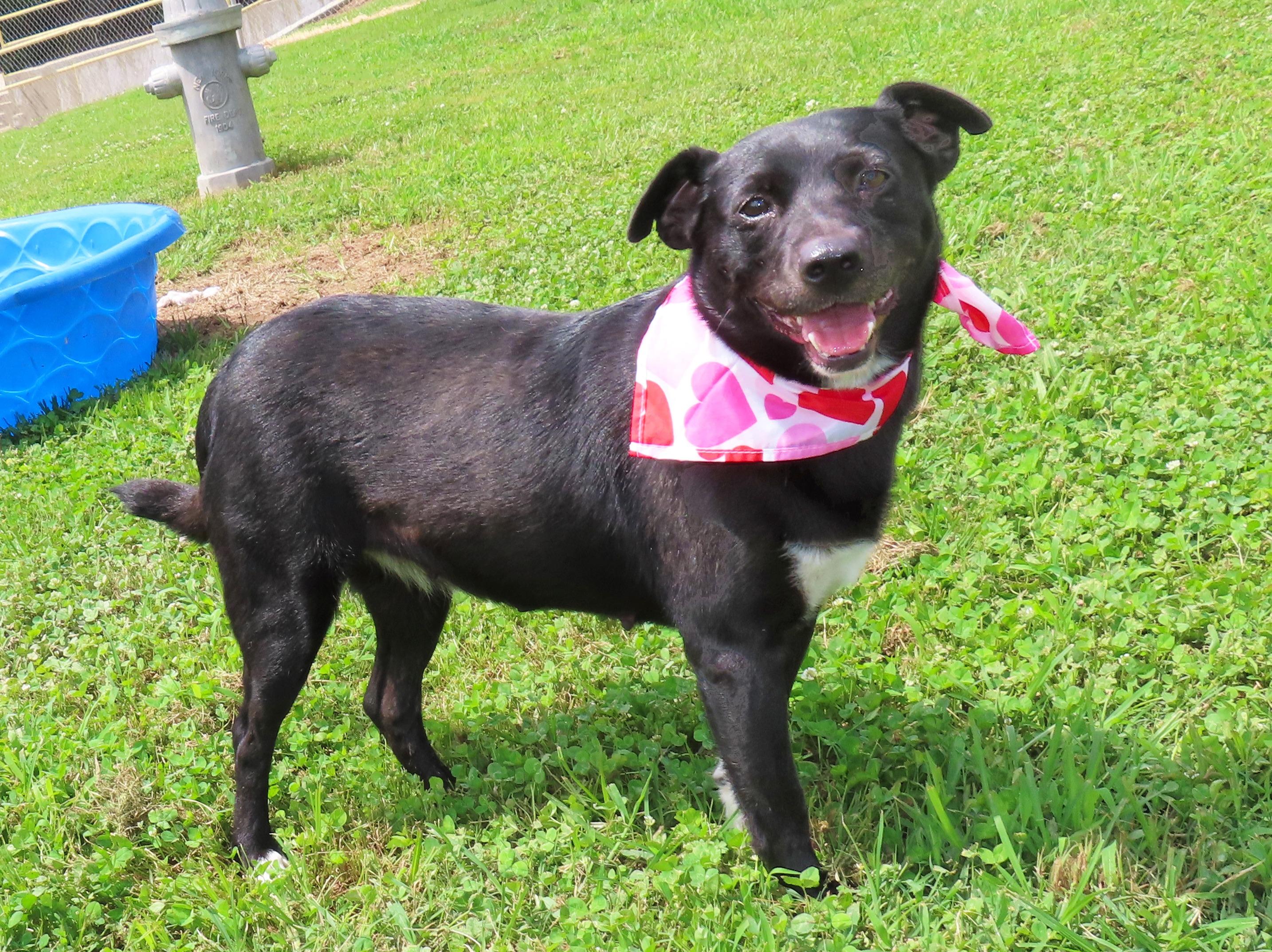Enlarge Darcie 26C-147, a ADOPTABLE mixed breed in Rogers, AR image 4/5