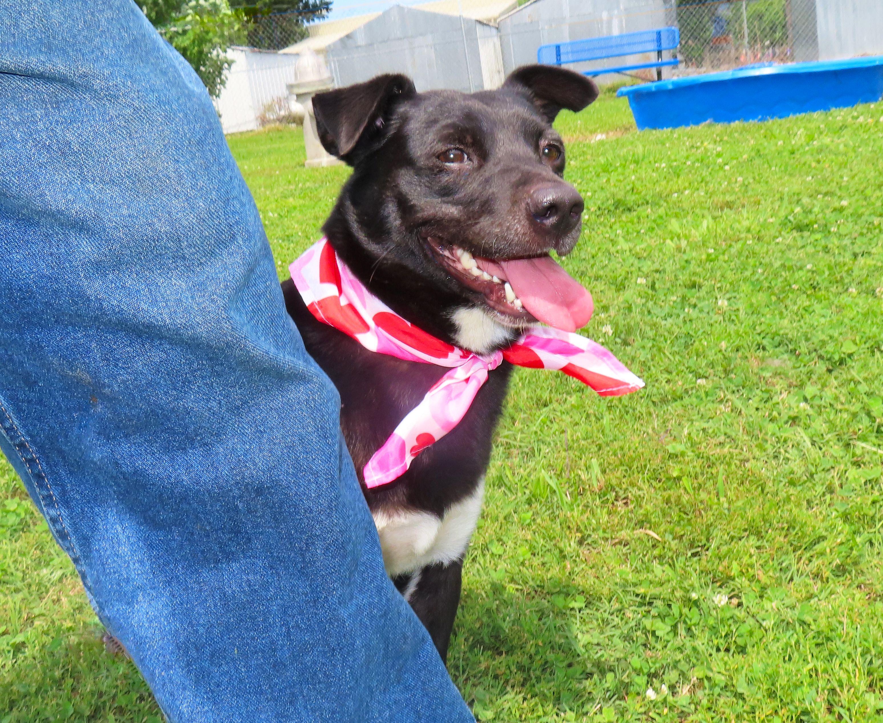 Enlarge Darcie 26C-147, a ADOPTABLE mixed breed in Rogers, AR image 3/5