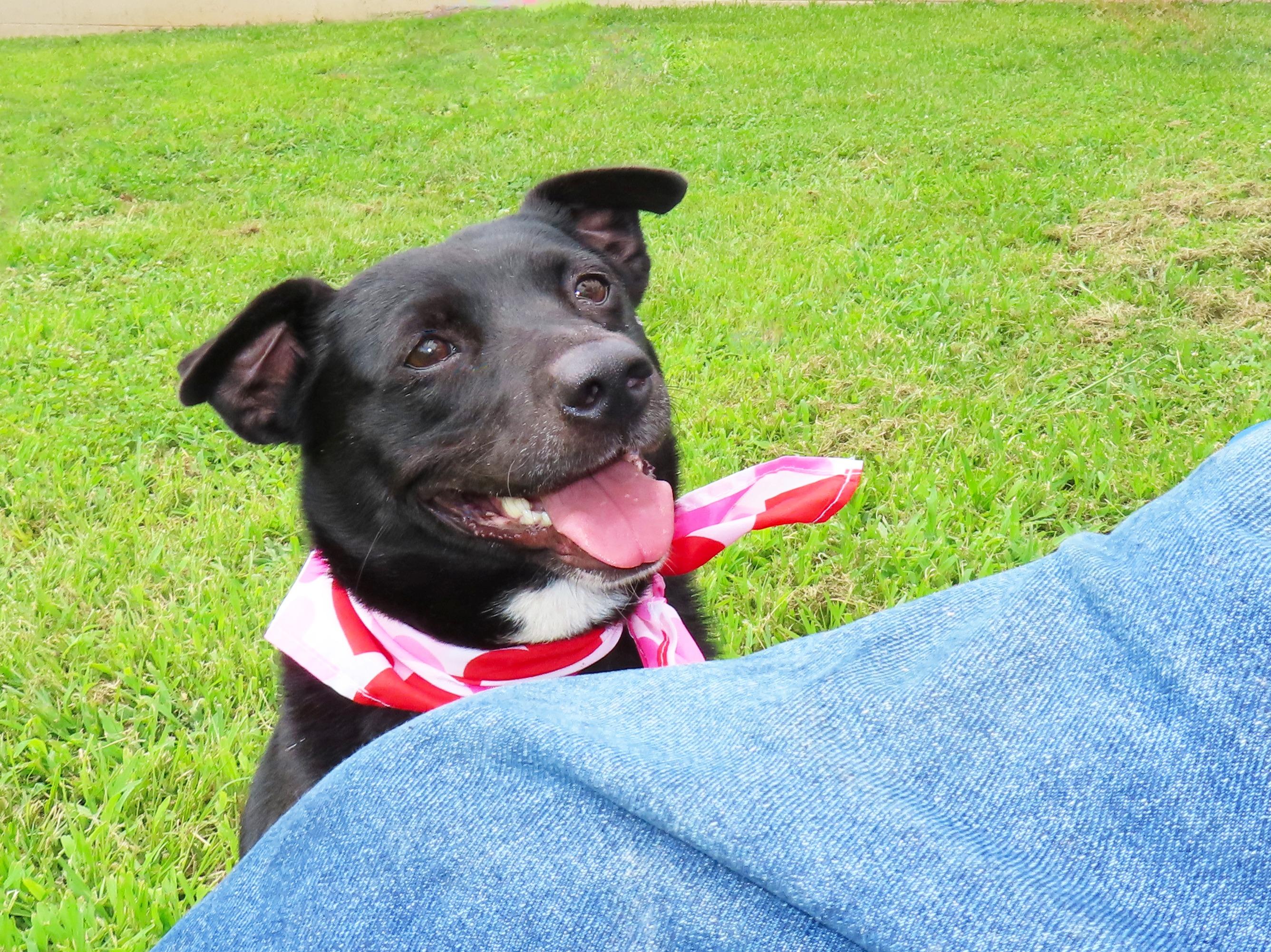 Enlarge Darcie 26C-147, a ADOPTABLE mixed breed in Rogers, AR image 5/5