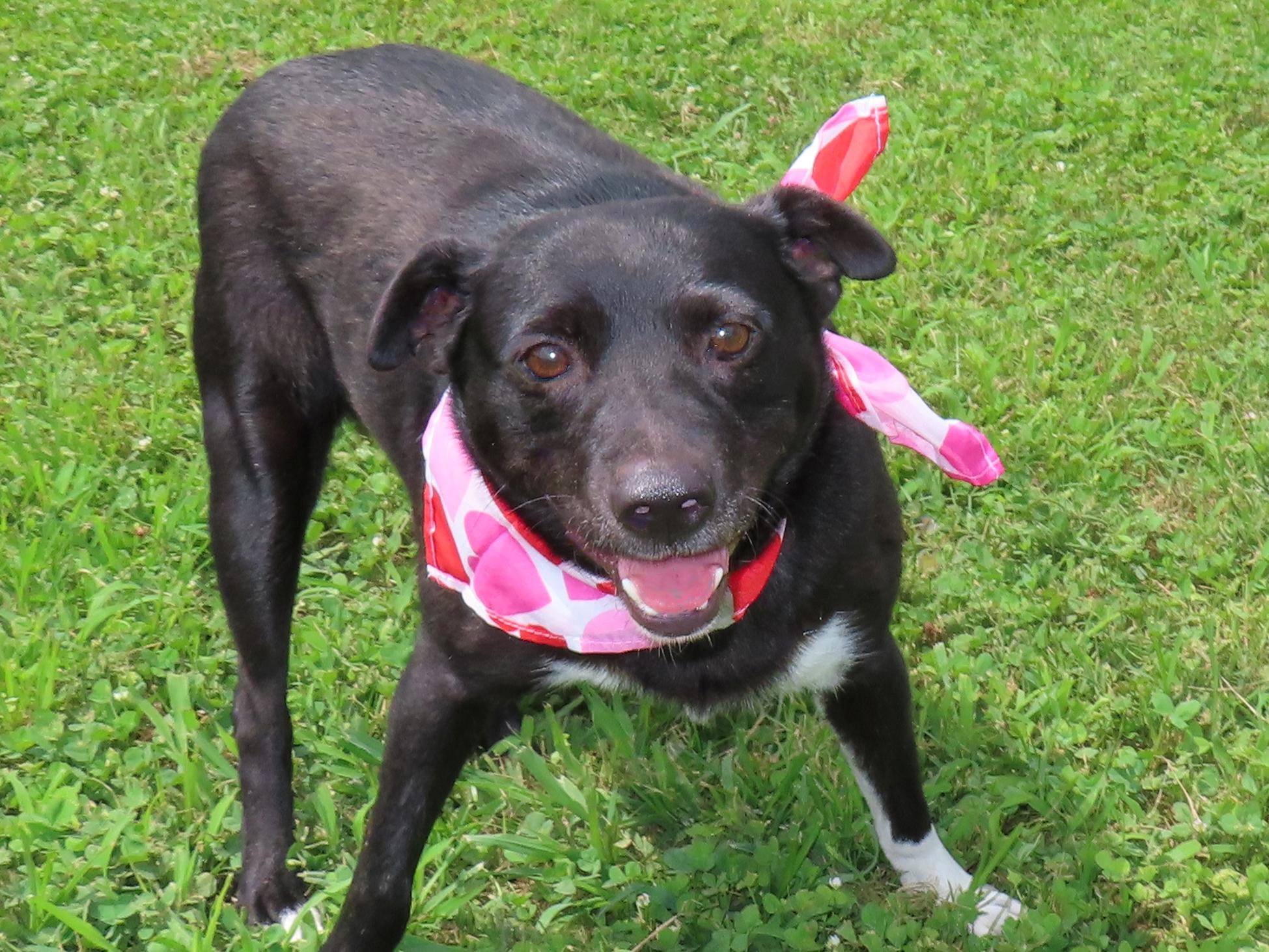 Darcie 26C-147, ADOPTABLE, Puppy Female Border Collie & Australian Kelpie.