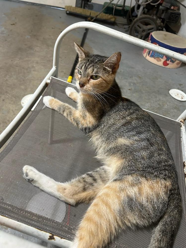 Enlarge Mama June Fox, a Adoptable Domestic Short Hair in Peoria, IL image 1/1