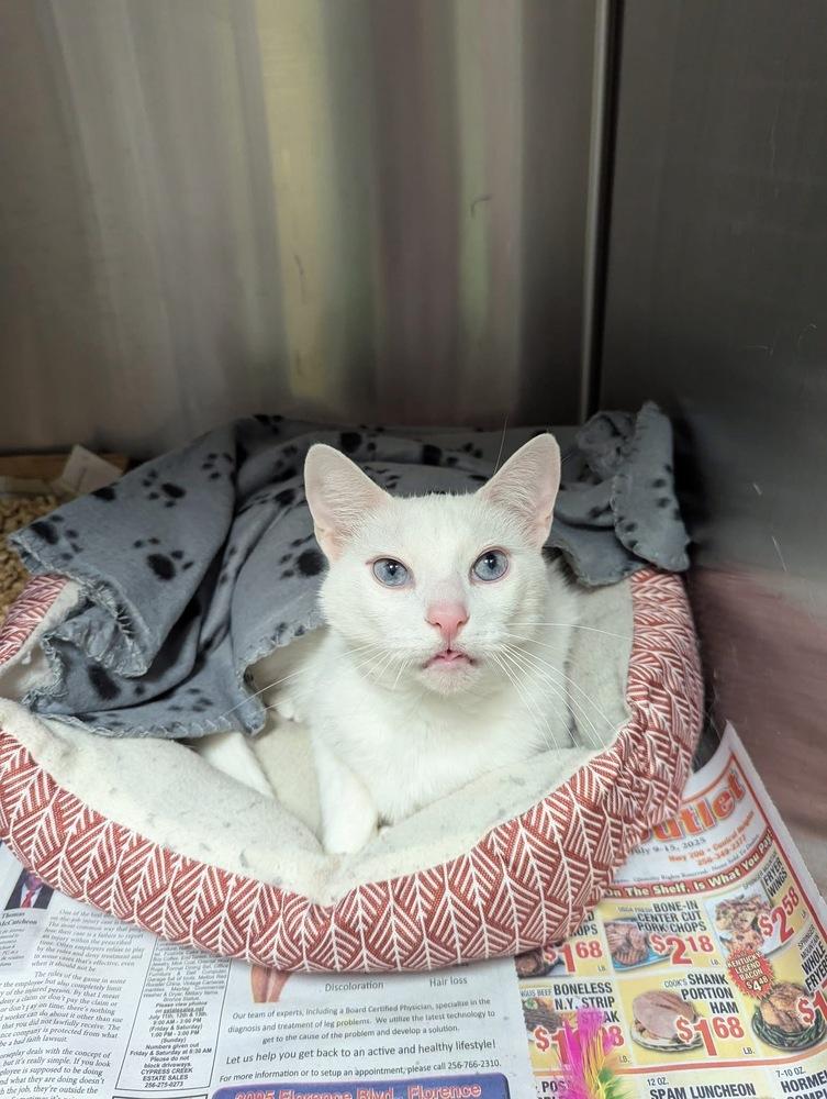 Baxter — thumbnail 2