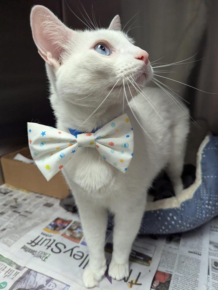 Baxter — thumbnail 3