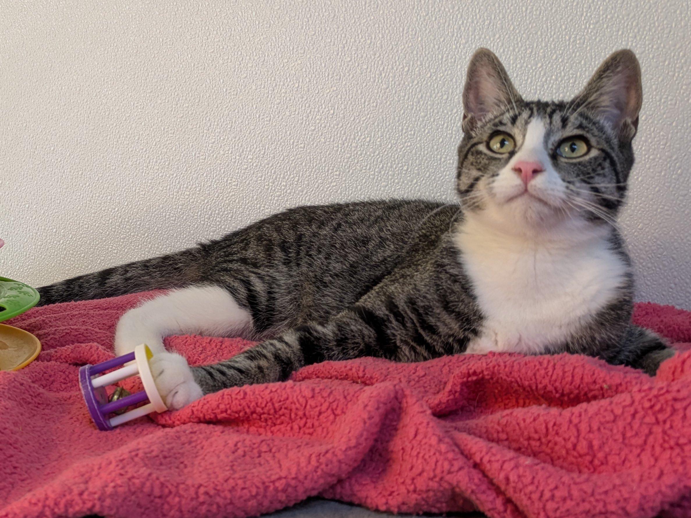 Fritos, an adoptable Tabby, Domestic Short Hair in Republic, WA, 99166 | Photo Image 5