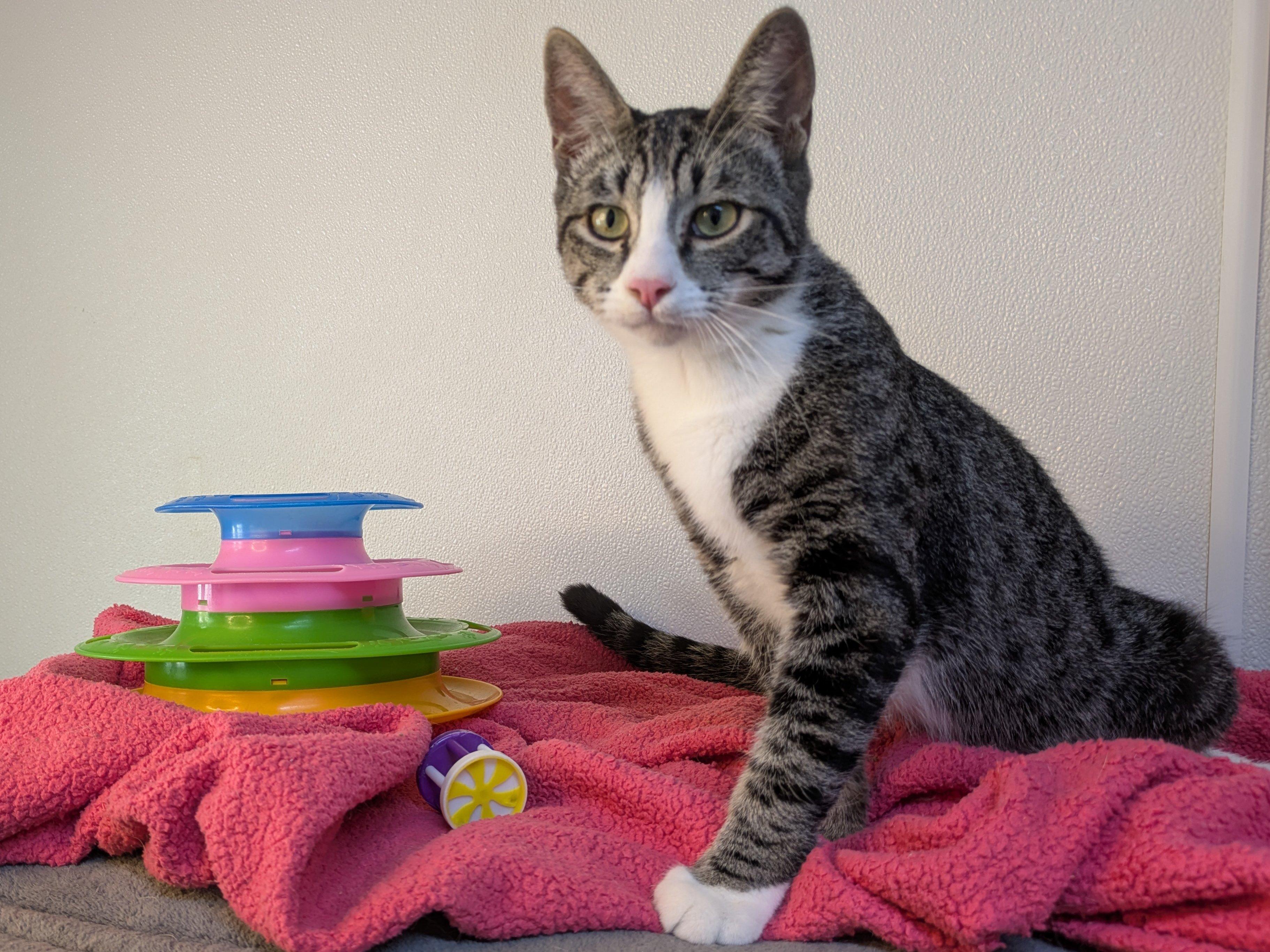 Fritos, an adoptable Tabby, Domestic Short Hair in Republic, WA, 99166 | Photo Image 2
