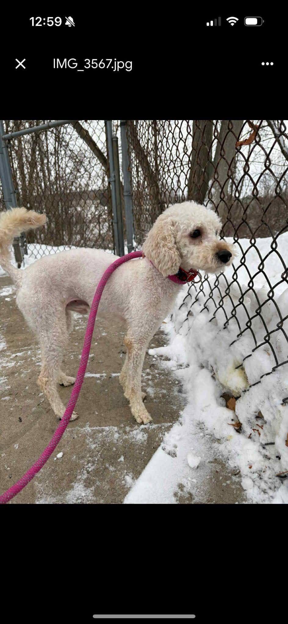 Teddy, Adoptable, Young Male Poodle.