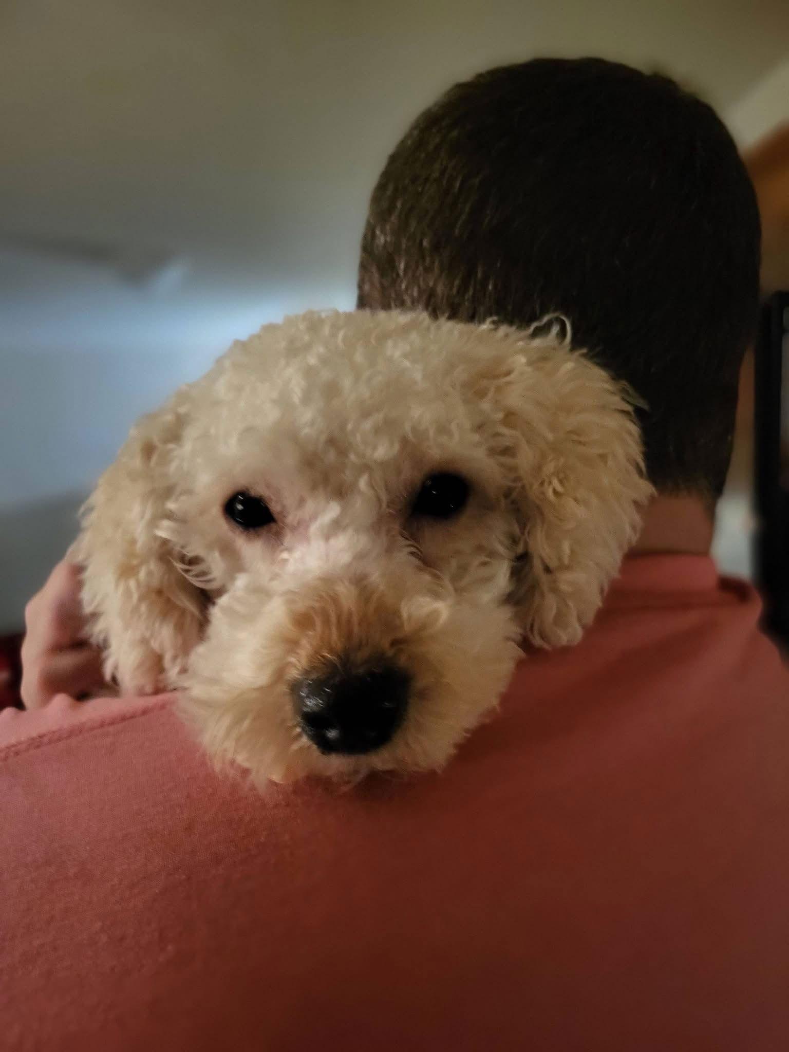 Enlarge Teddy, a Adoptable Poodle in New London, WI image 2/3