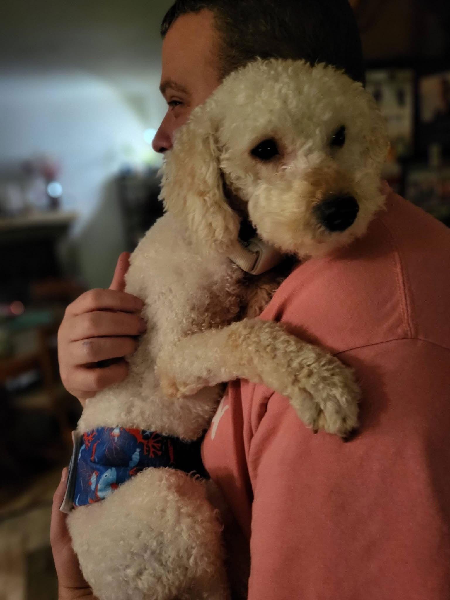 Enlarge Teddy, a Adoptable Poodle in New London, WI image 3/3