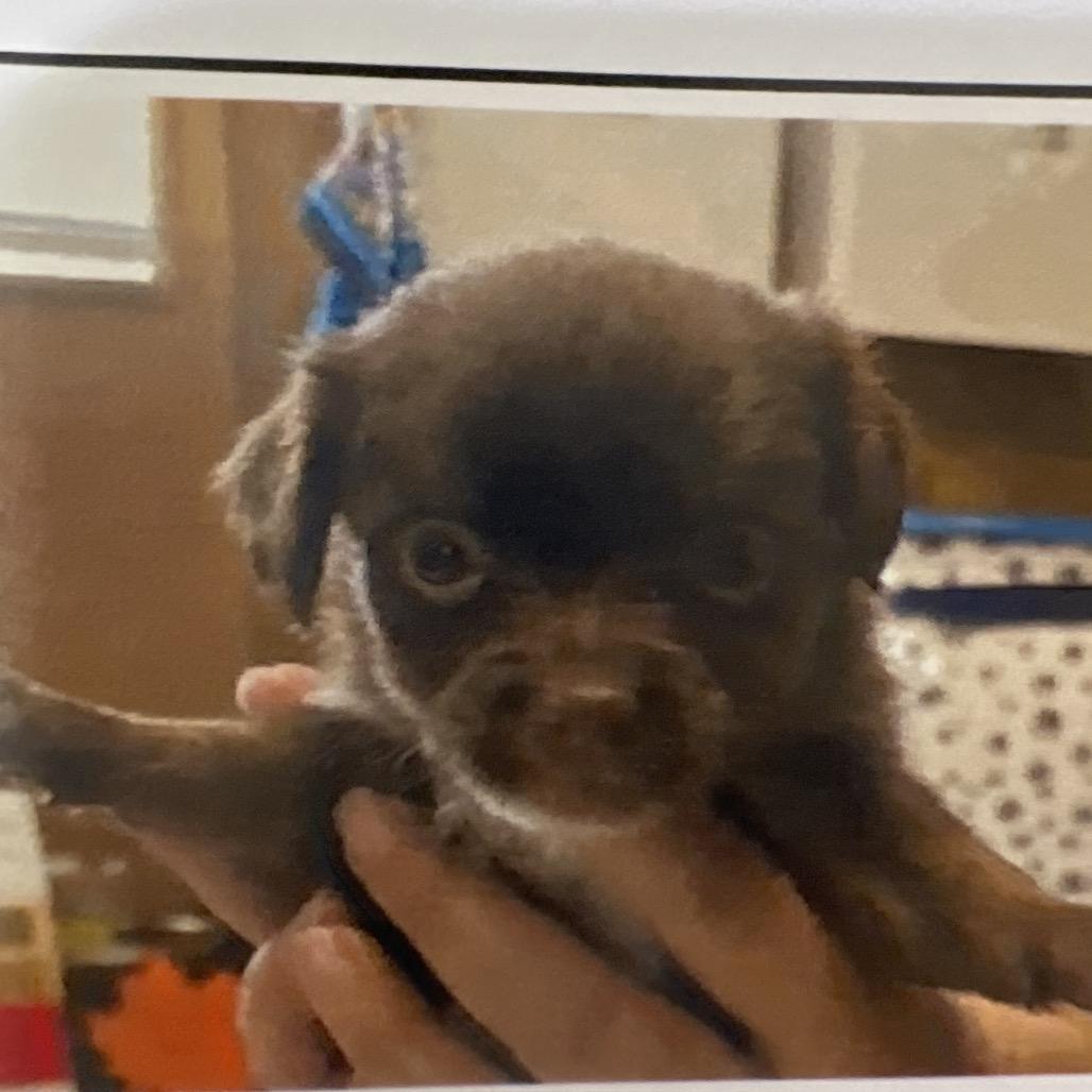 Enlarge Melva, a Adoptable Chihuahua in Sacramento, CA image 1/6