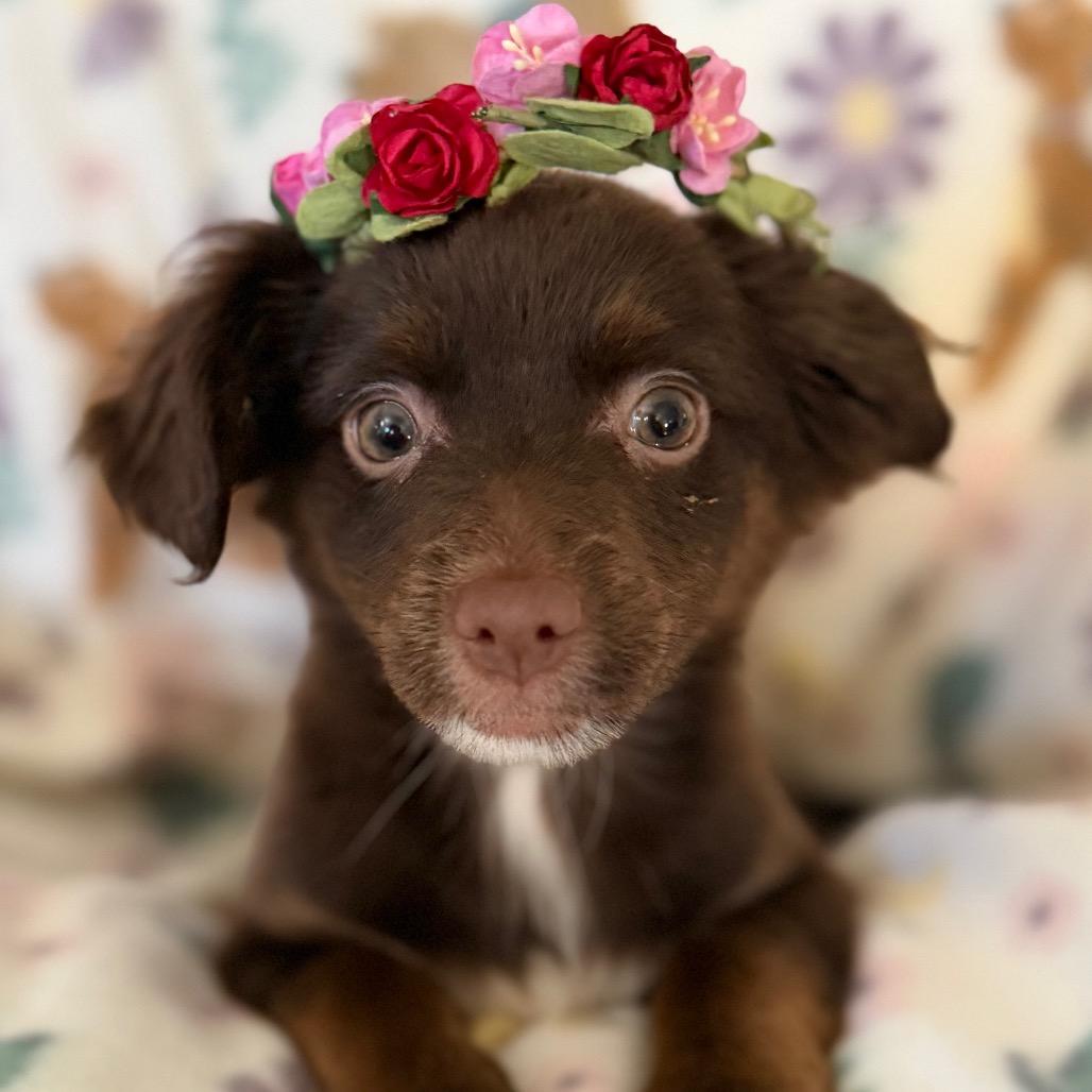 Enlarge Melva, a Adoptable Chihuahua in Sacramento, CA image 2/6