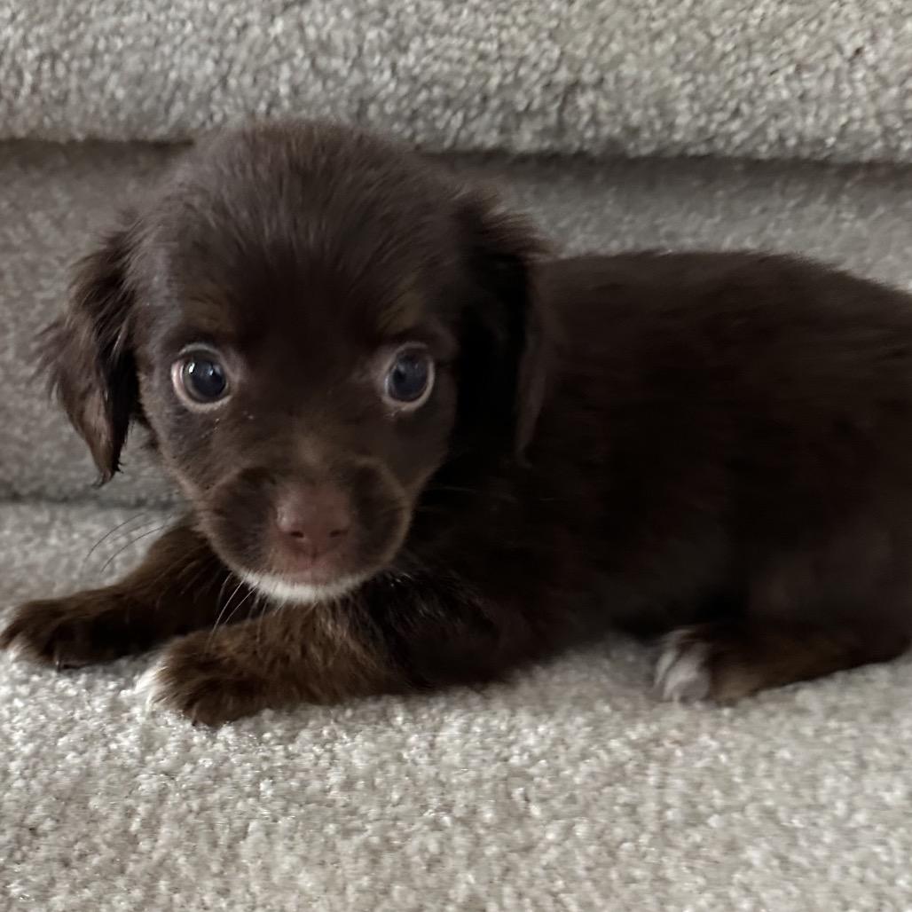 Enlarge Melva, a Adoptable Chihuahua in Sacramento, CA image 4/6
