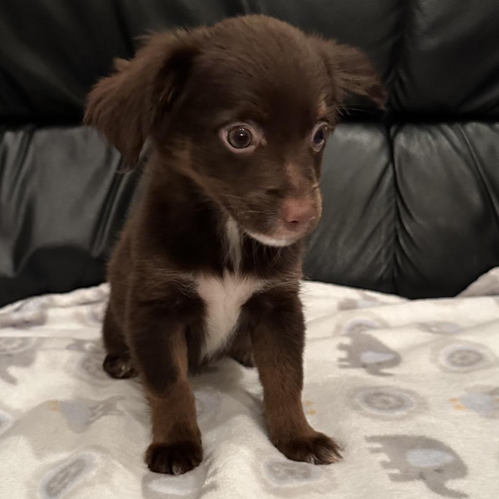 Enlarge Melva, a Adoptable Chihuahua in Sacramento, CA image 5/6