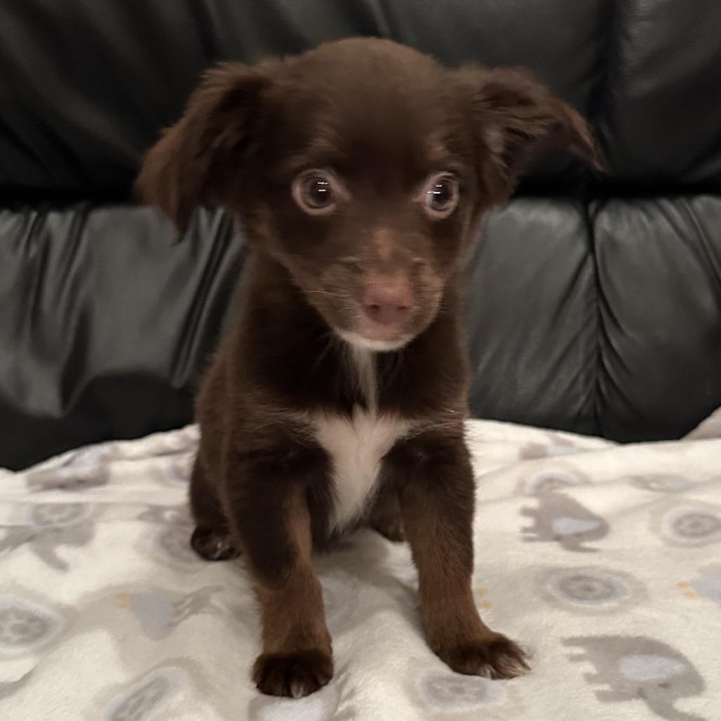 Enlarge Melva, a Adoptable Chihuahua in Sacramento, CA image 6/6