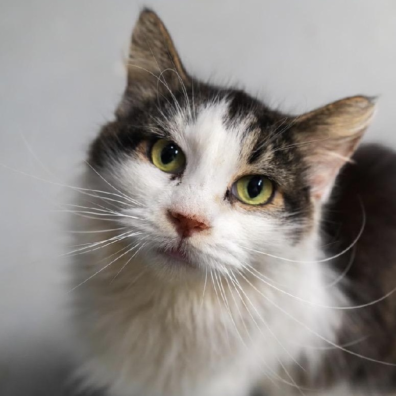 Enlarge Sahra, a Adoptable Domestic Short Hair in Butler , PA image 1/1