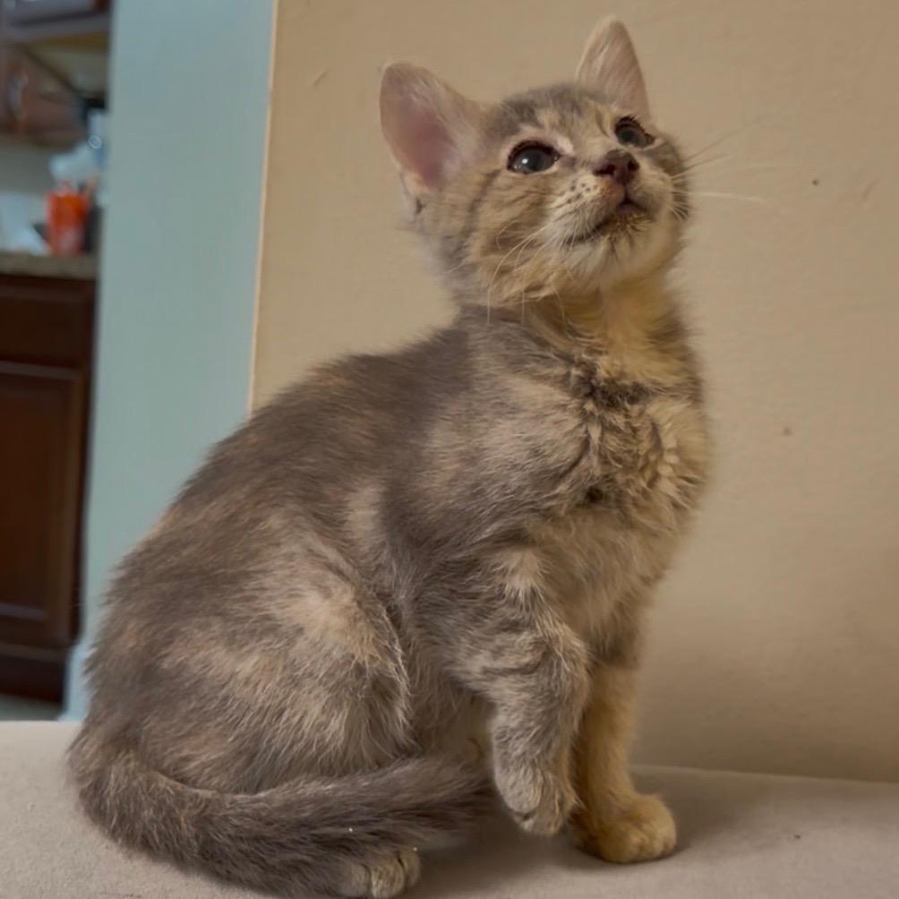 Persephone, Adoptable, Kitten Female Domestic Short Hair.