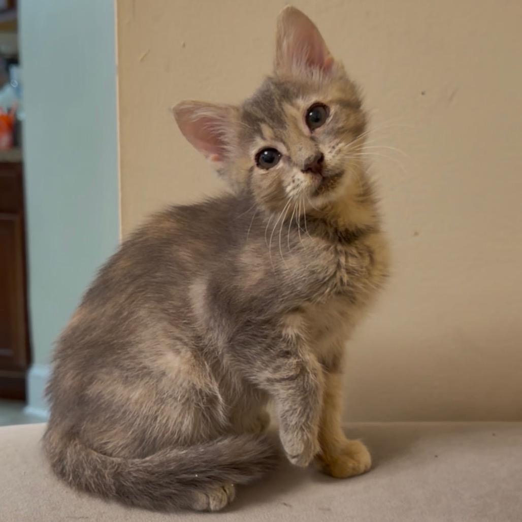 Enlarge Persephone, a Adoptable Domestic Short Hair in Bel Air, MD image 2/2