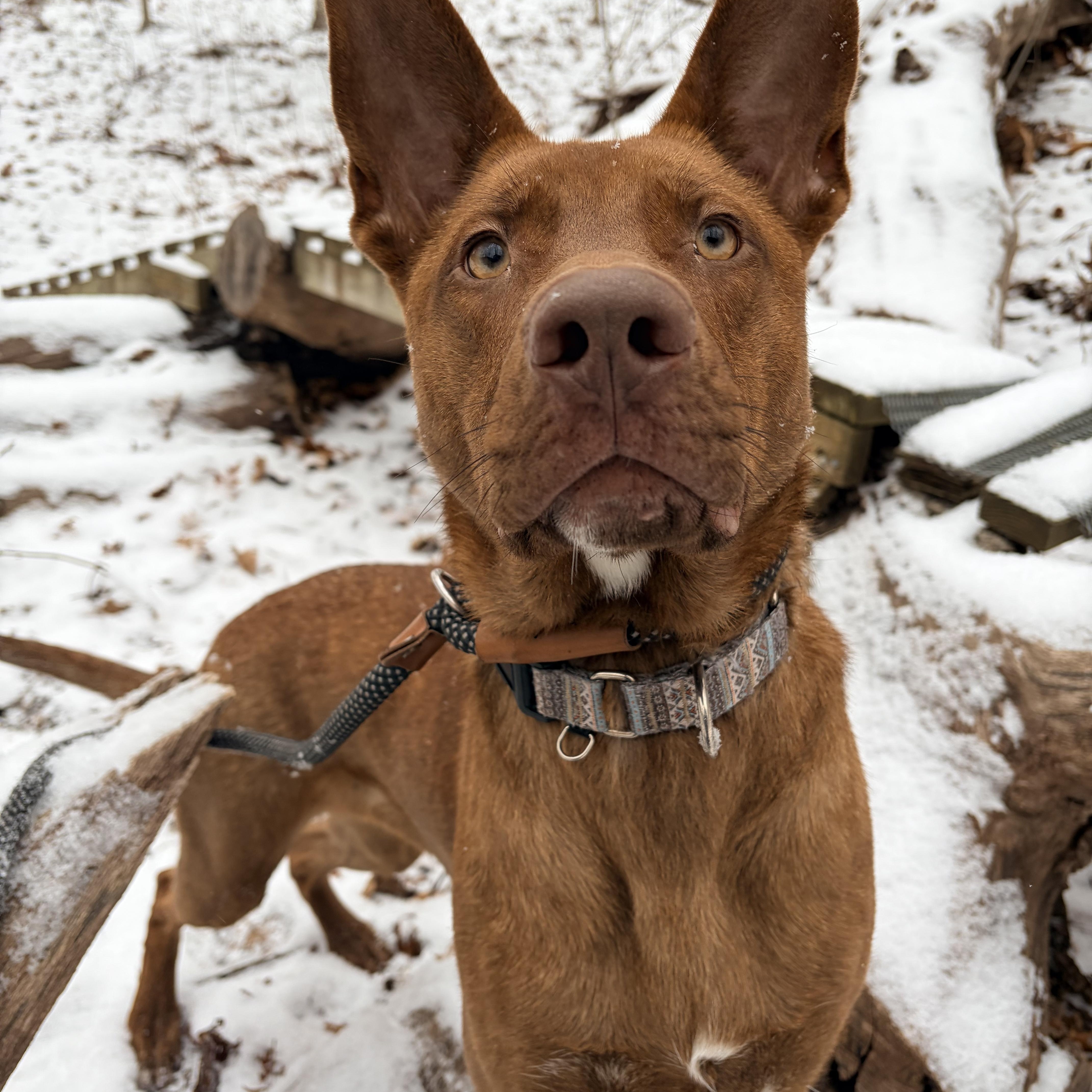 Selkie, Adoptable, Young Female Shepherd.
