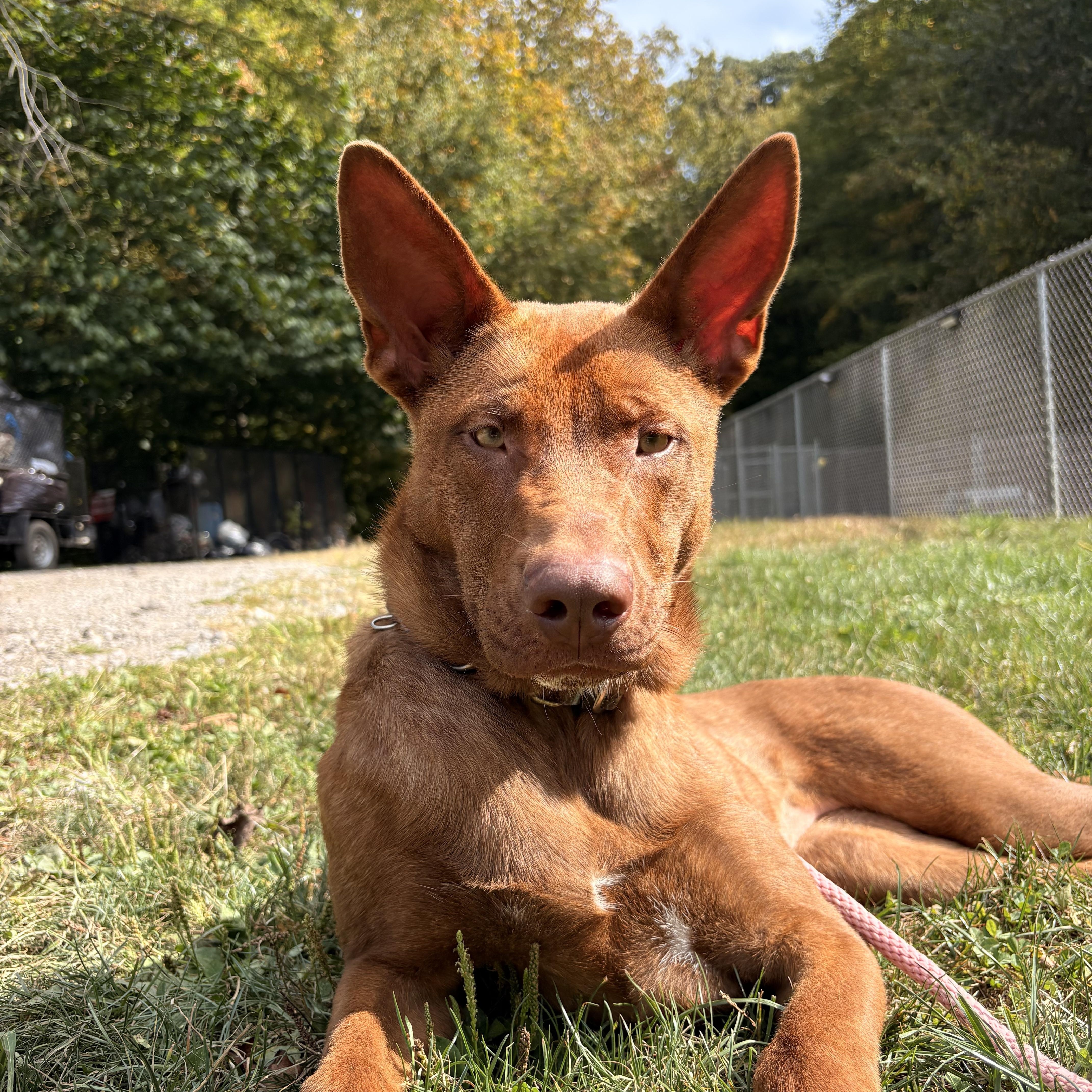 Selkie, a Adoptable mixed breed in White Oak, PA image 4/6