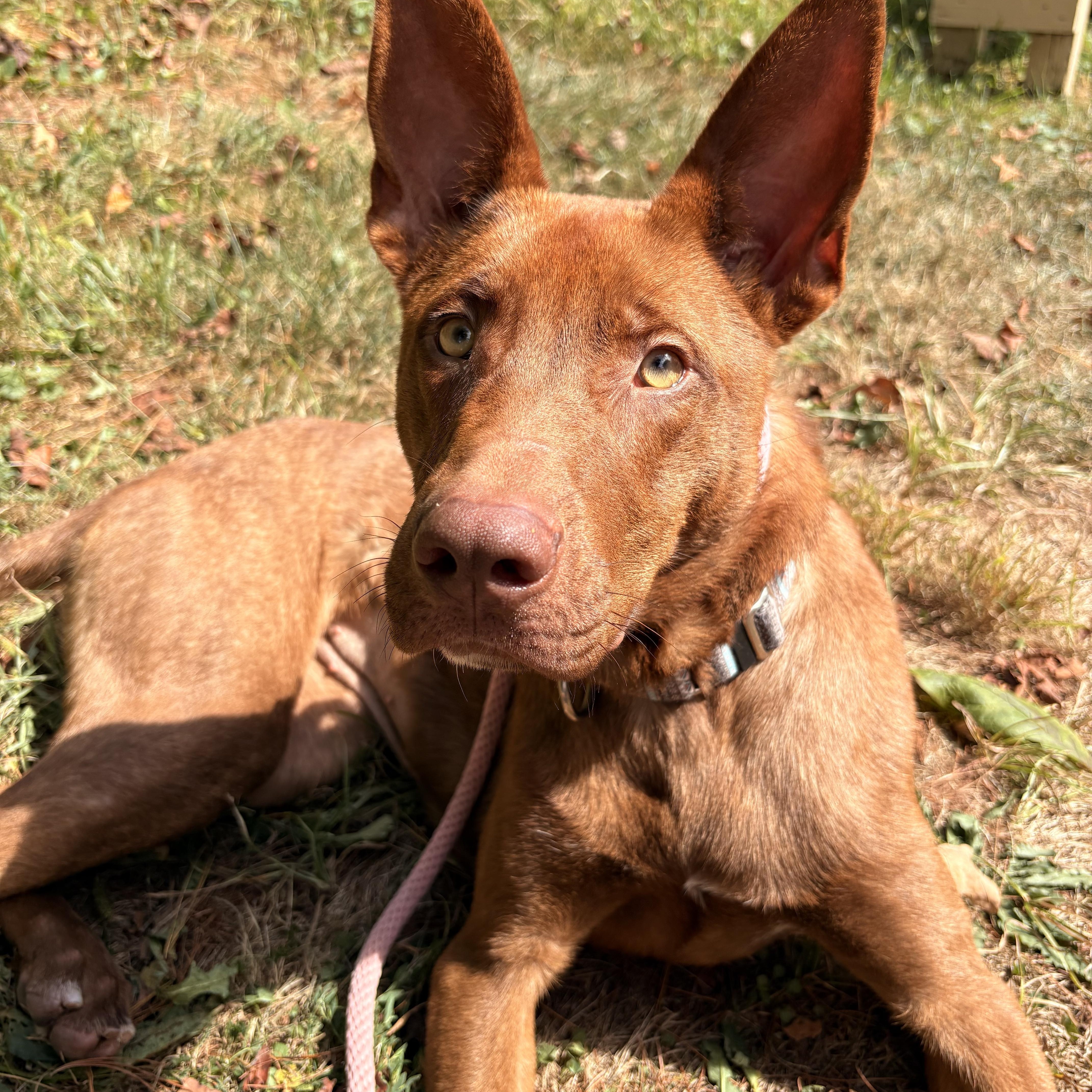 Selkie, a Adoptable mixed breed in White Oak, PA image 2/6