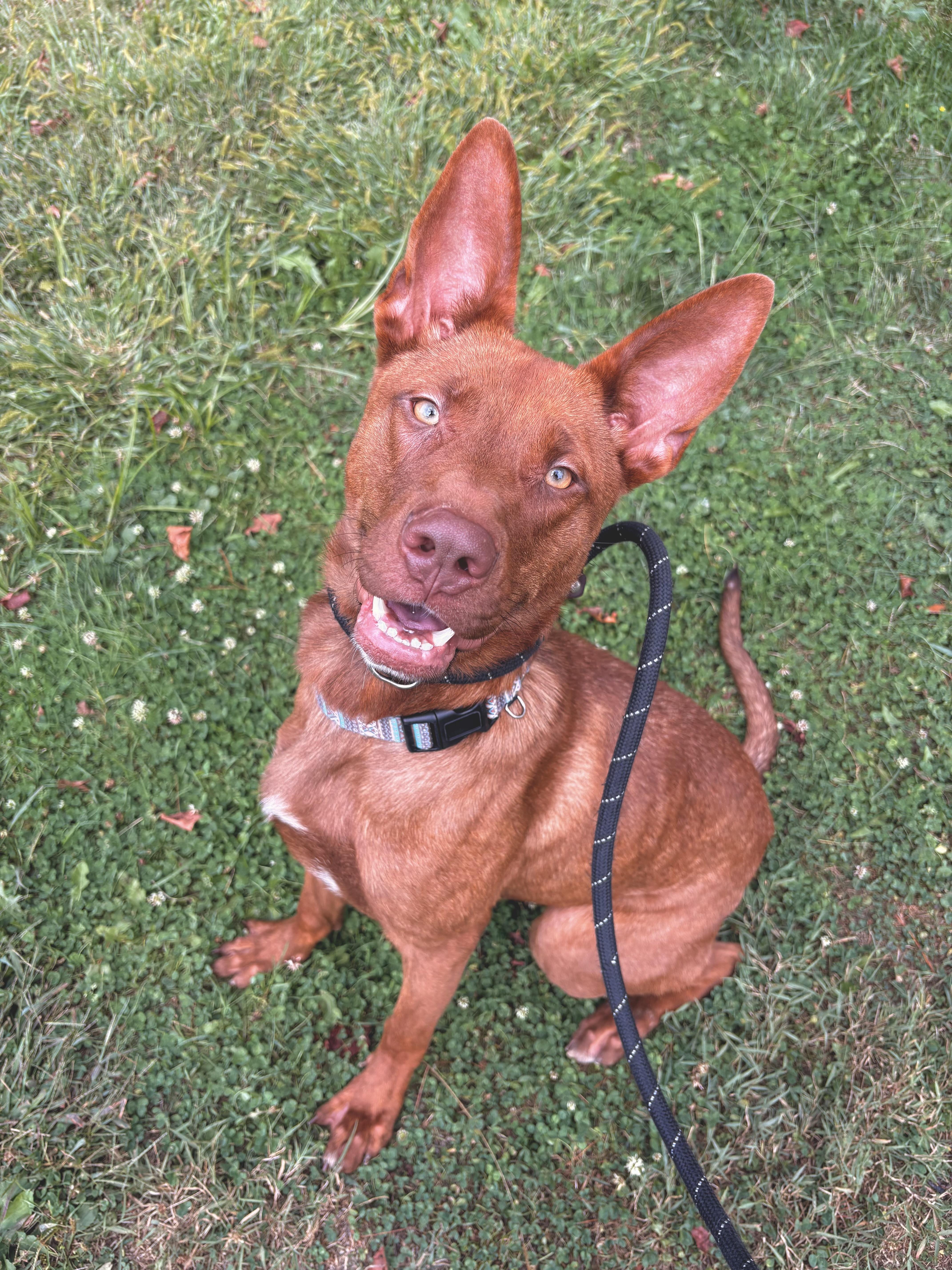 Selkie, a Adoptable mixed breed in White Oak, PA image 1/6