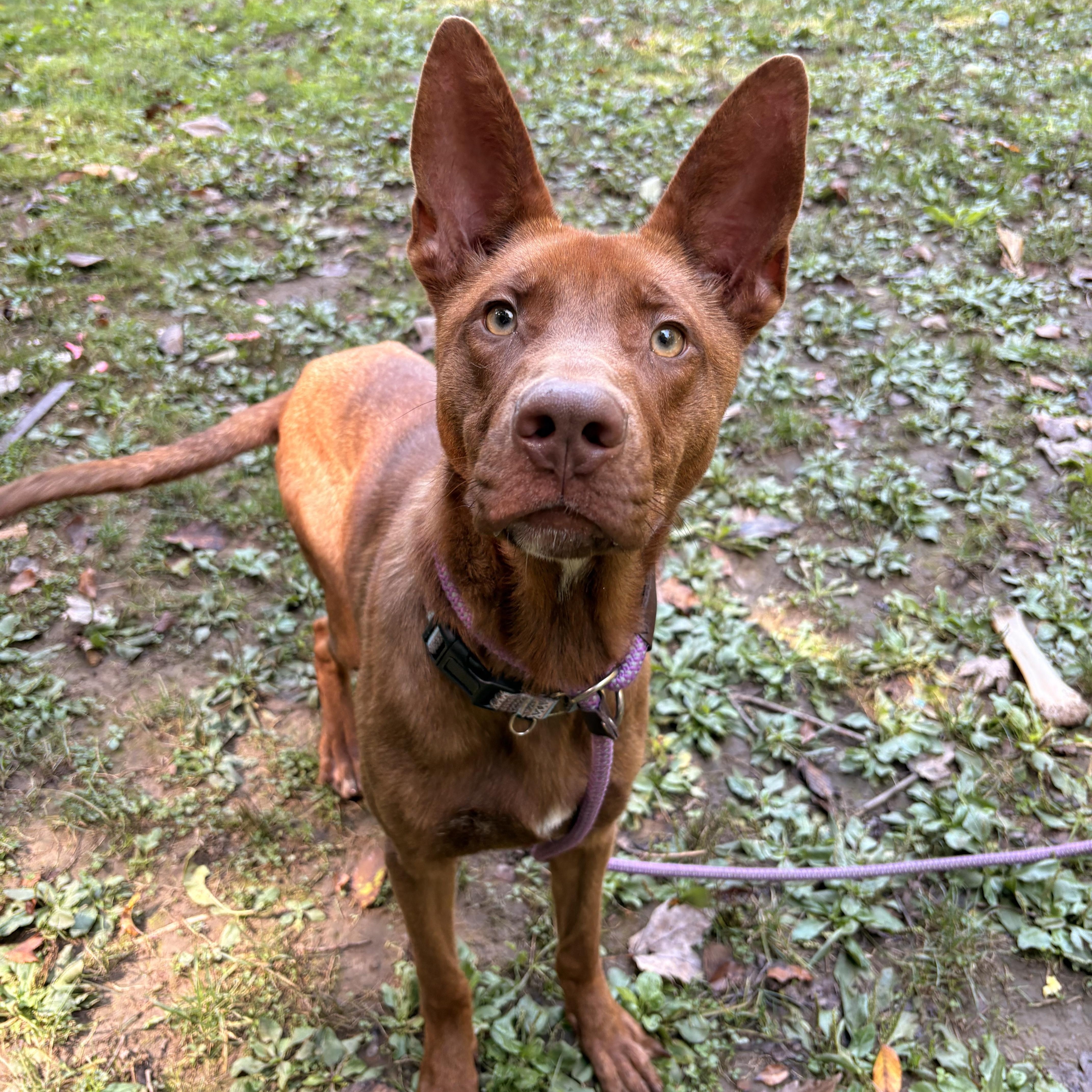 Selkie, a Adoptable mixed breed in White Oak, PA image 3/6