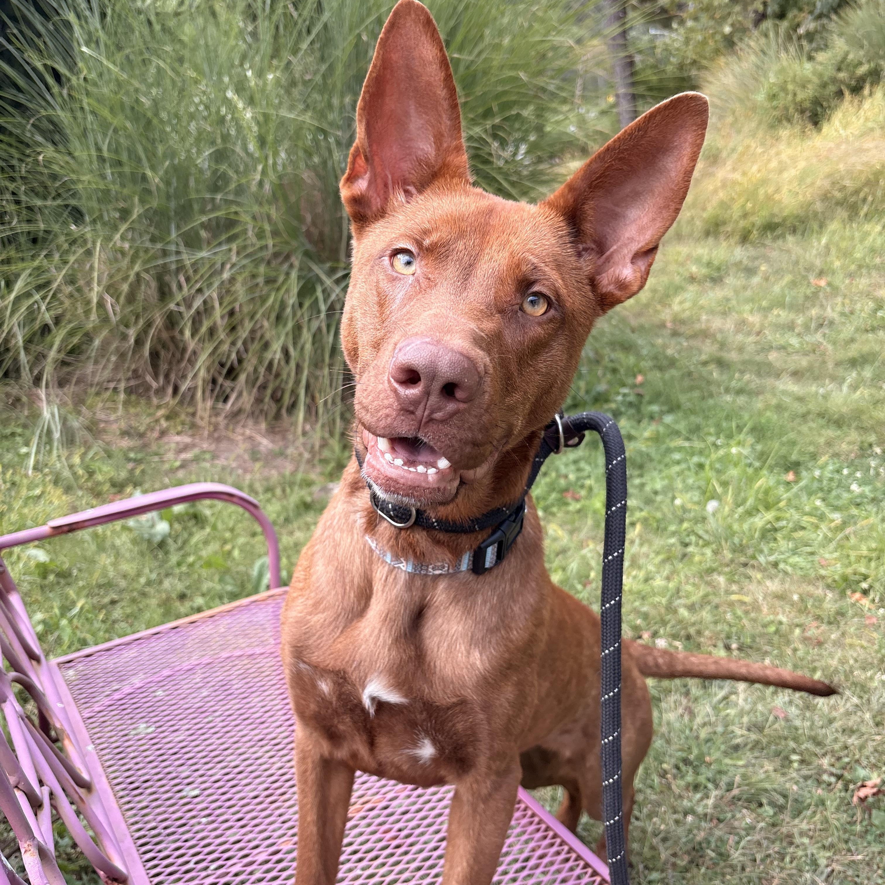 Selkie, a Adoptable mixed breed in White Oak, PA image 6/6