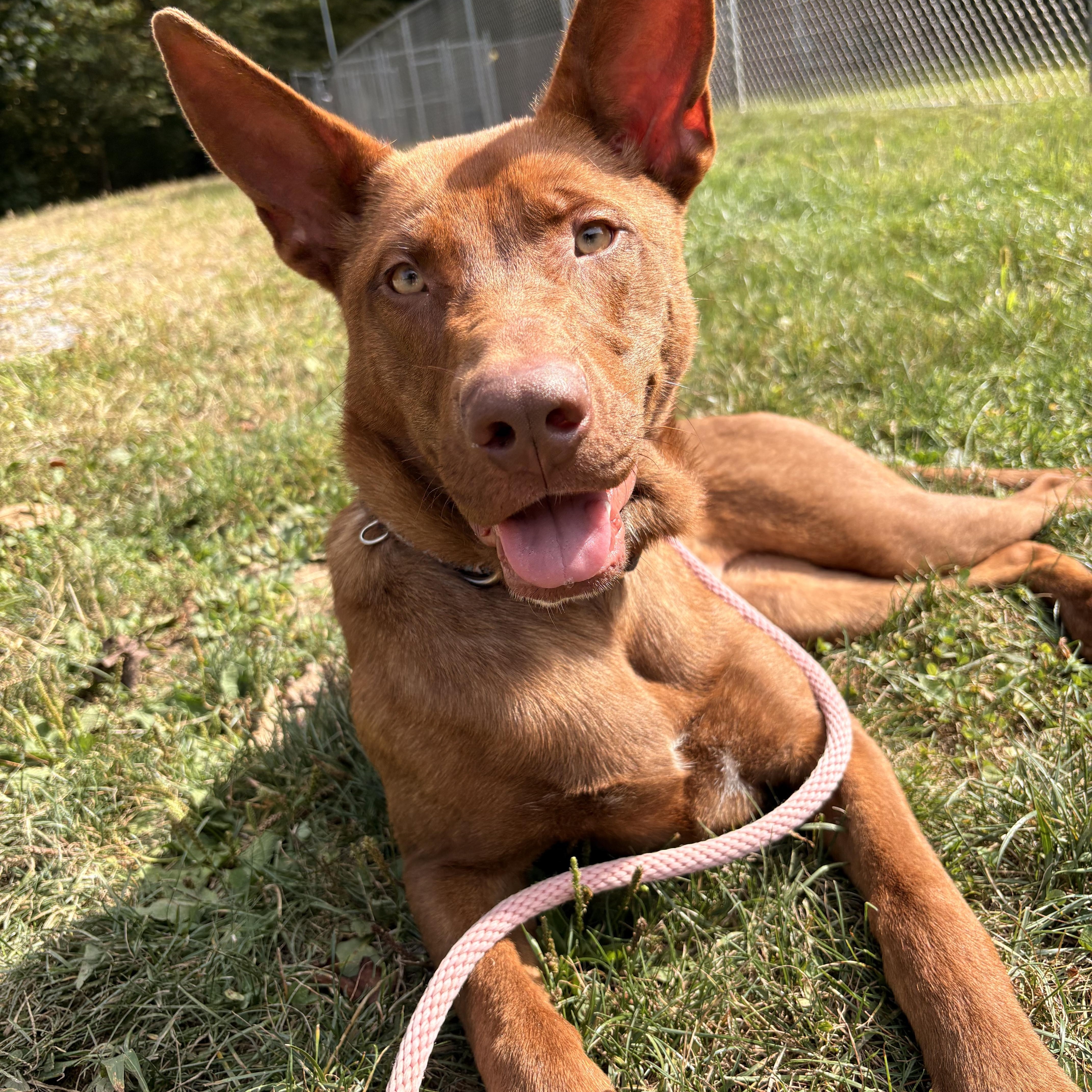 Selkie, a Adoptable mixed breed in White Oak, PA image 5/6