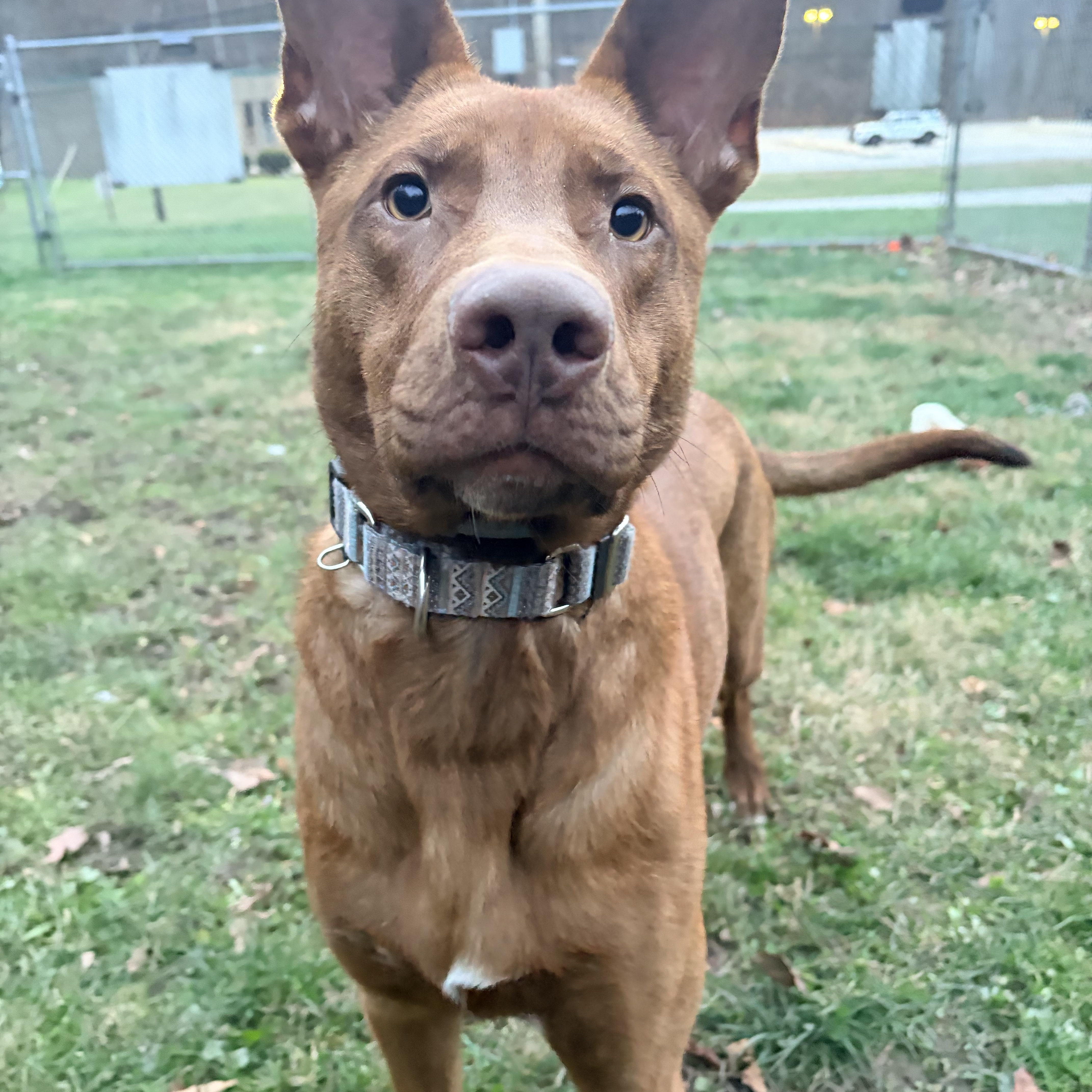 Enlarge Selkie, an adoption pending mixed breed in White Oak, PA image 2/6