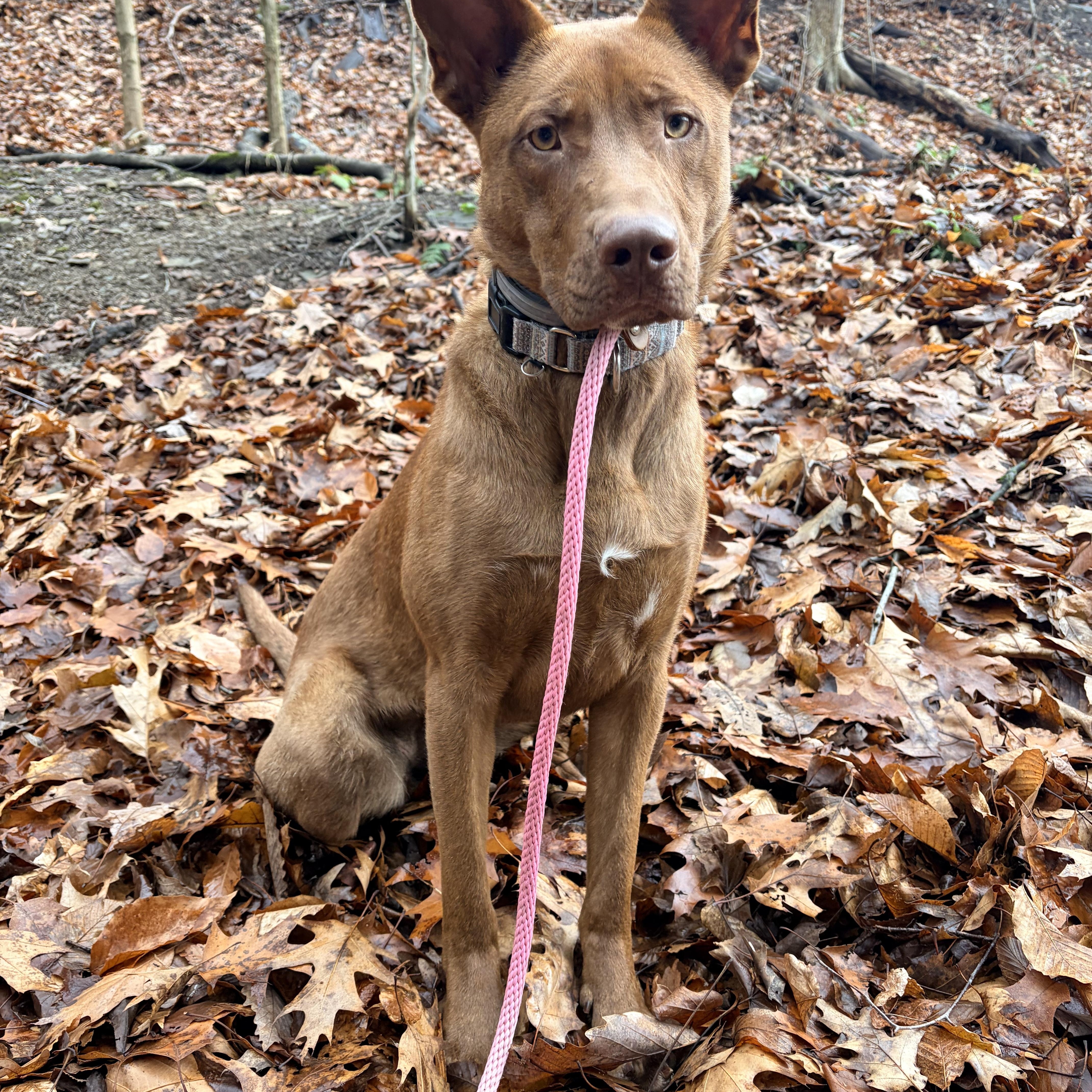 Enlarge Selkie, an adoption pending mixed breed in White Oak, PA image 6/6