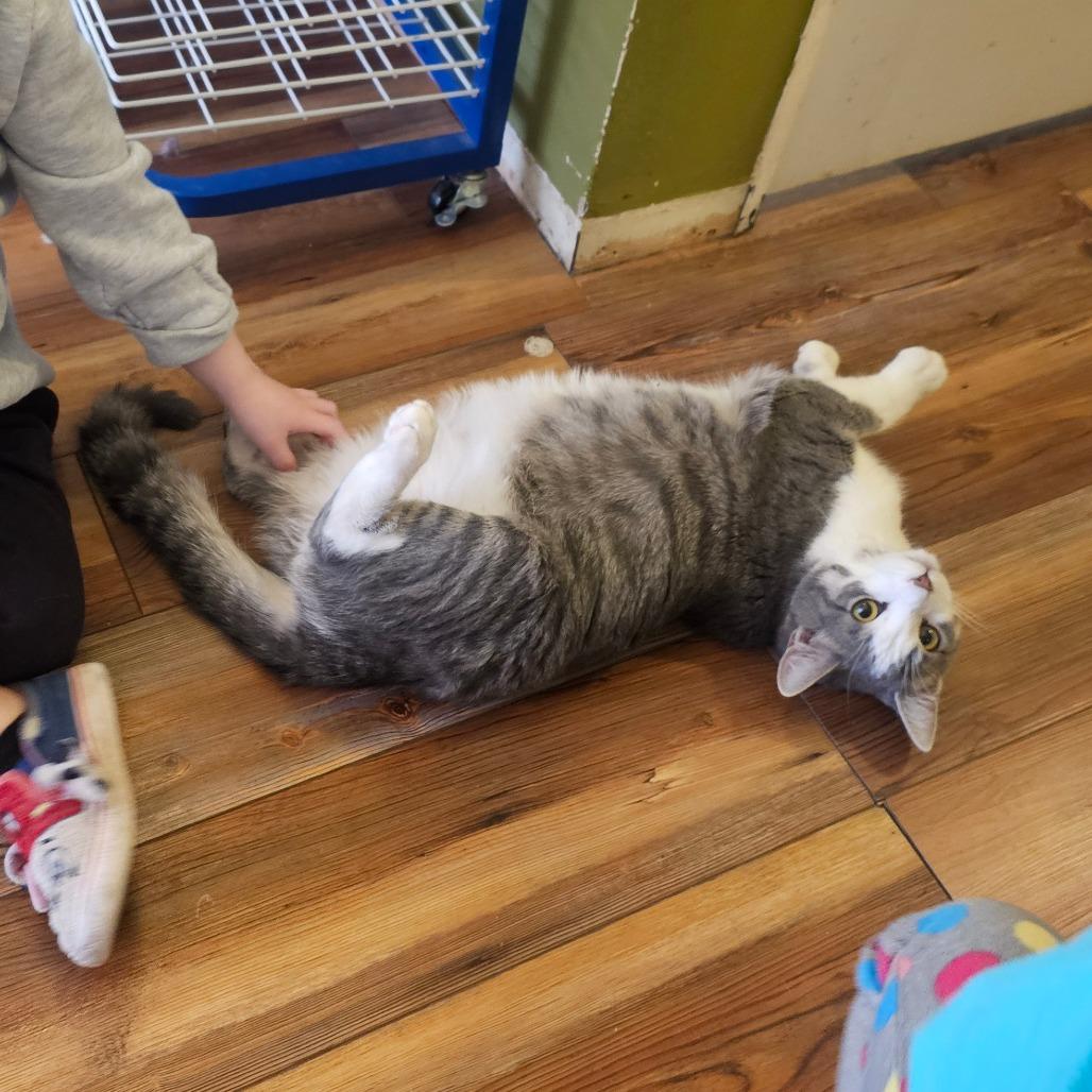 Louie, Adoptable, Adult Male Domestic Short Hair.