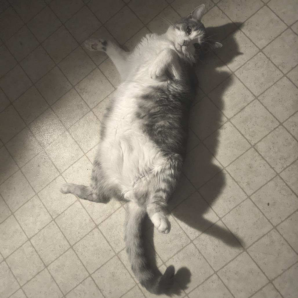Louie, a Adoptable Domestic Short Hair in Union, MO image 2/4