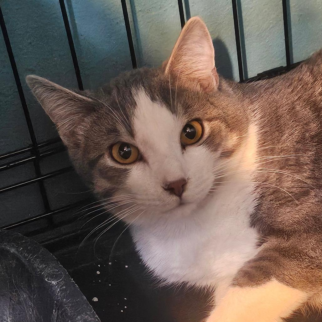 Louie, a Adoptable Domestic Short Hair in Union, MO image 3/4