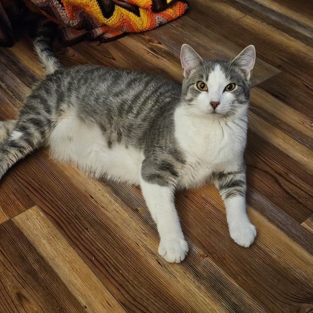 Louie, a Adoptable Domestic Short Hair in Union, MO image 4/4