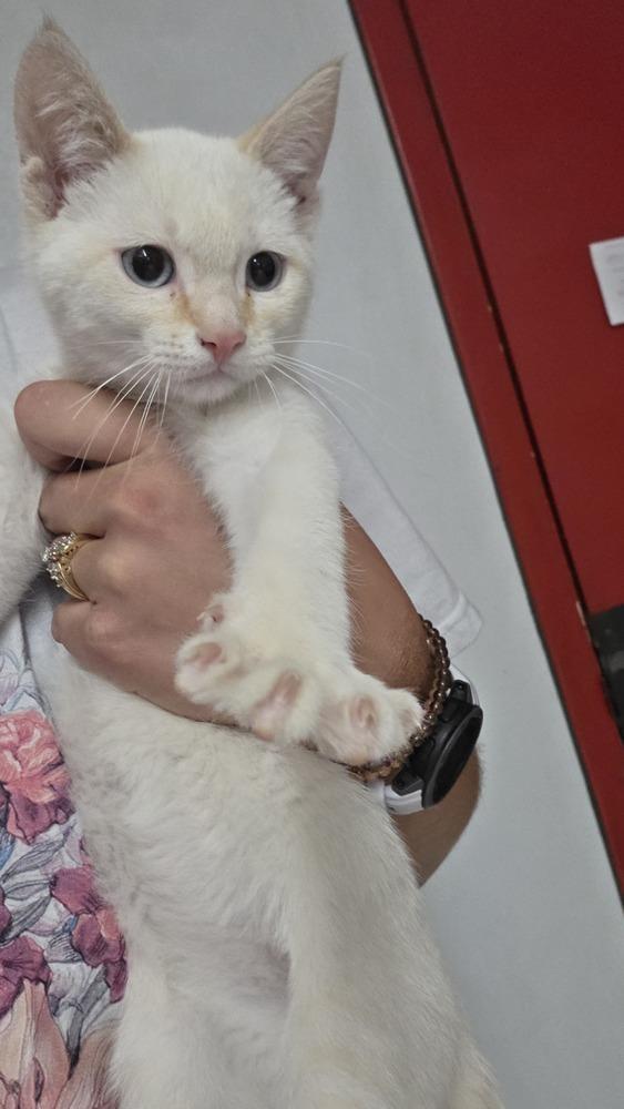 Douggie, Adoptable, Kitten Male Siamese.